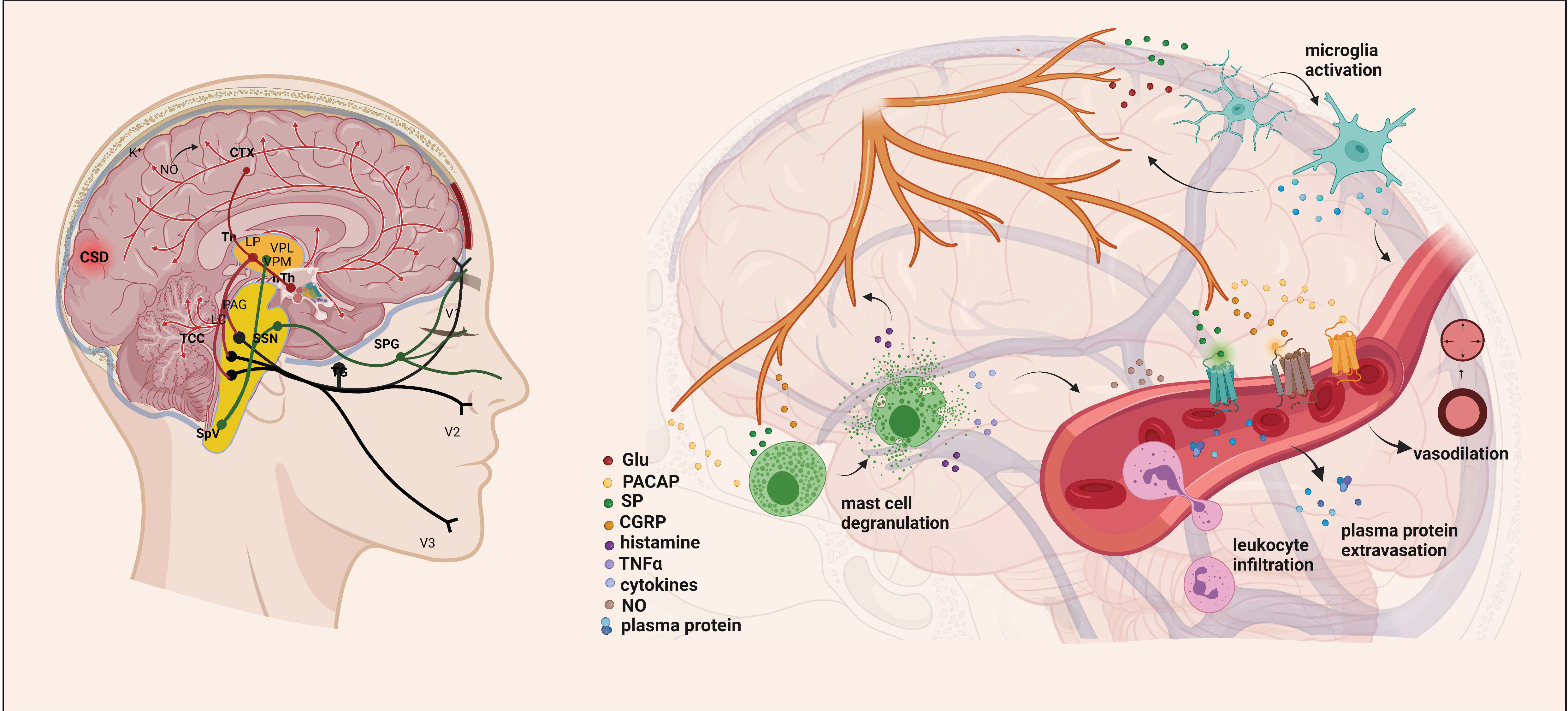 Brainsci 14 00317 g001