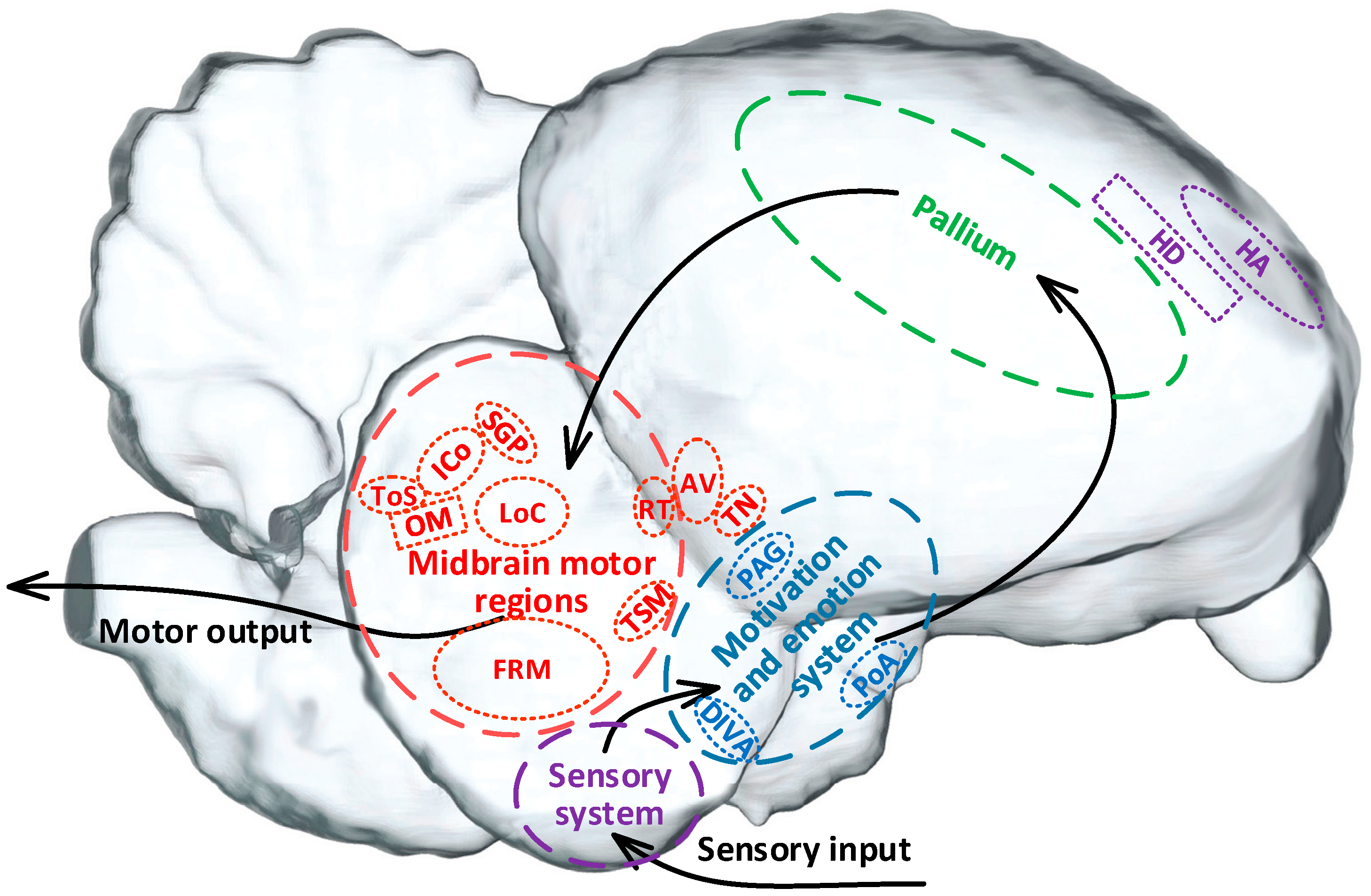 Brainsci 14 00339 g002