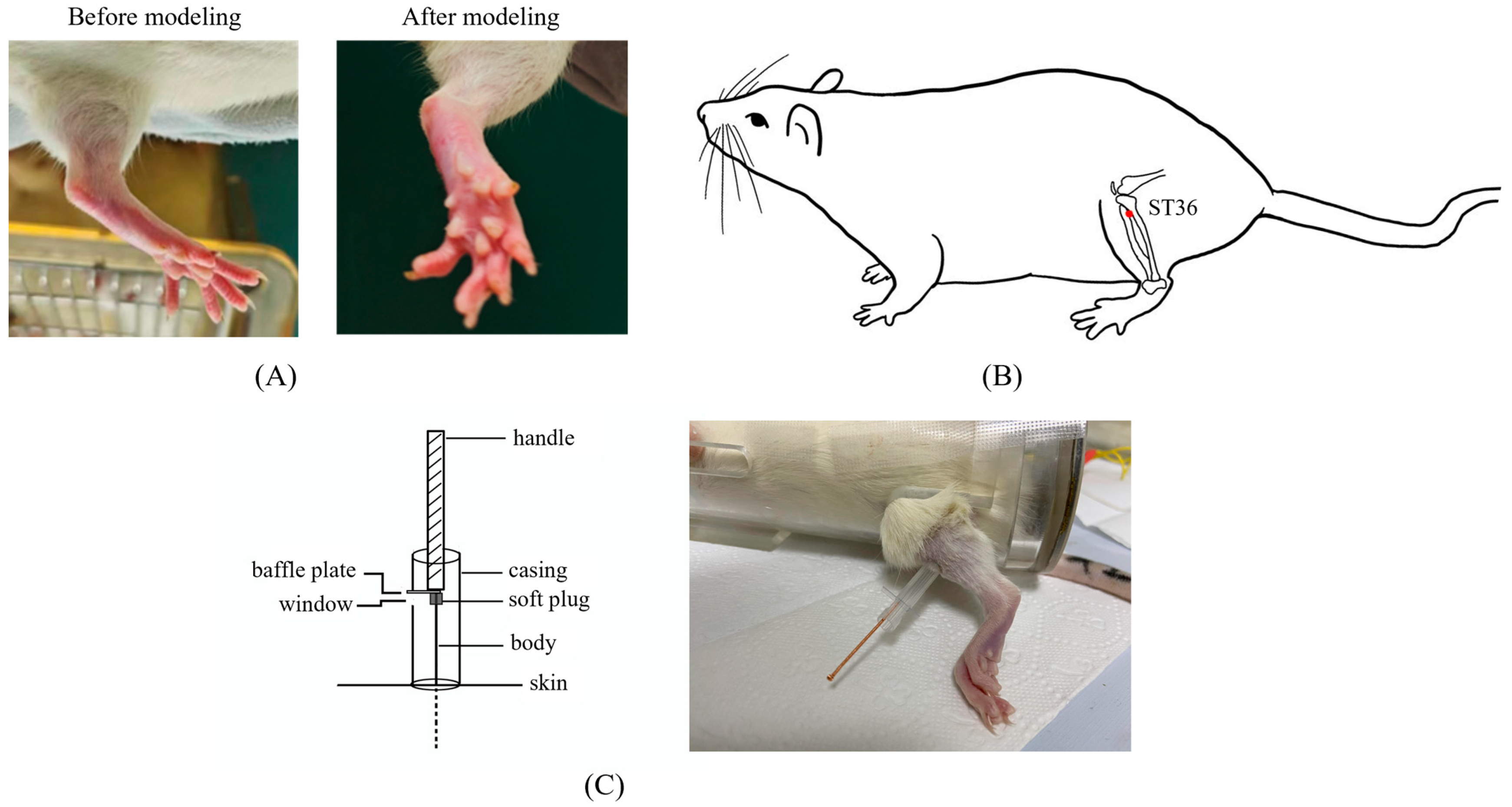 Brainsci 14 00380 g001 Brainsci 14 00380 g001