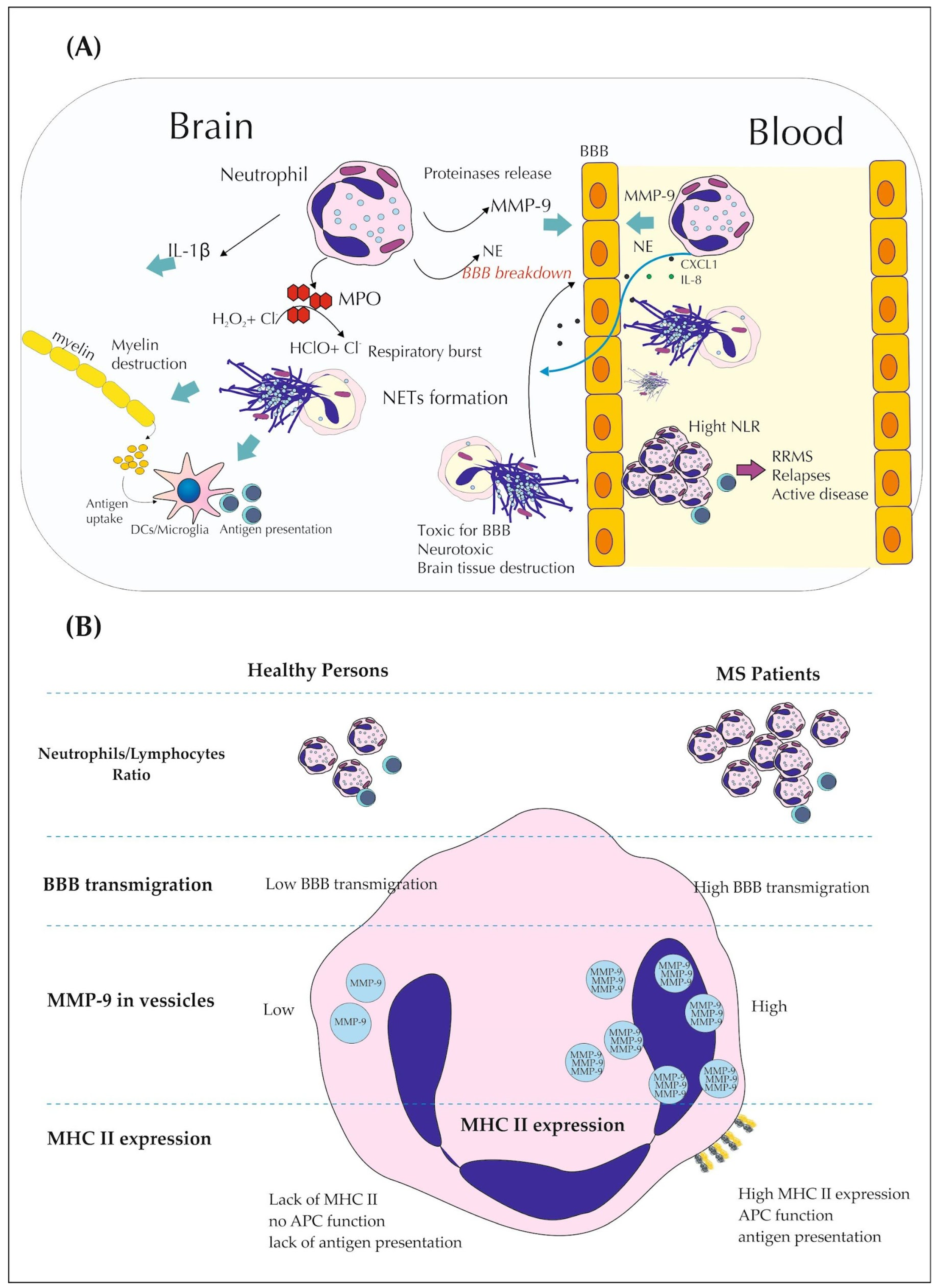 Brainsci 14 00423 g001