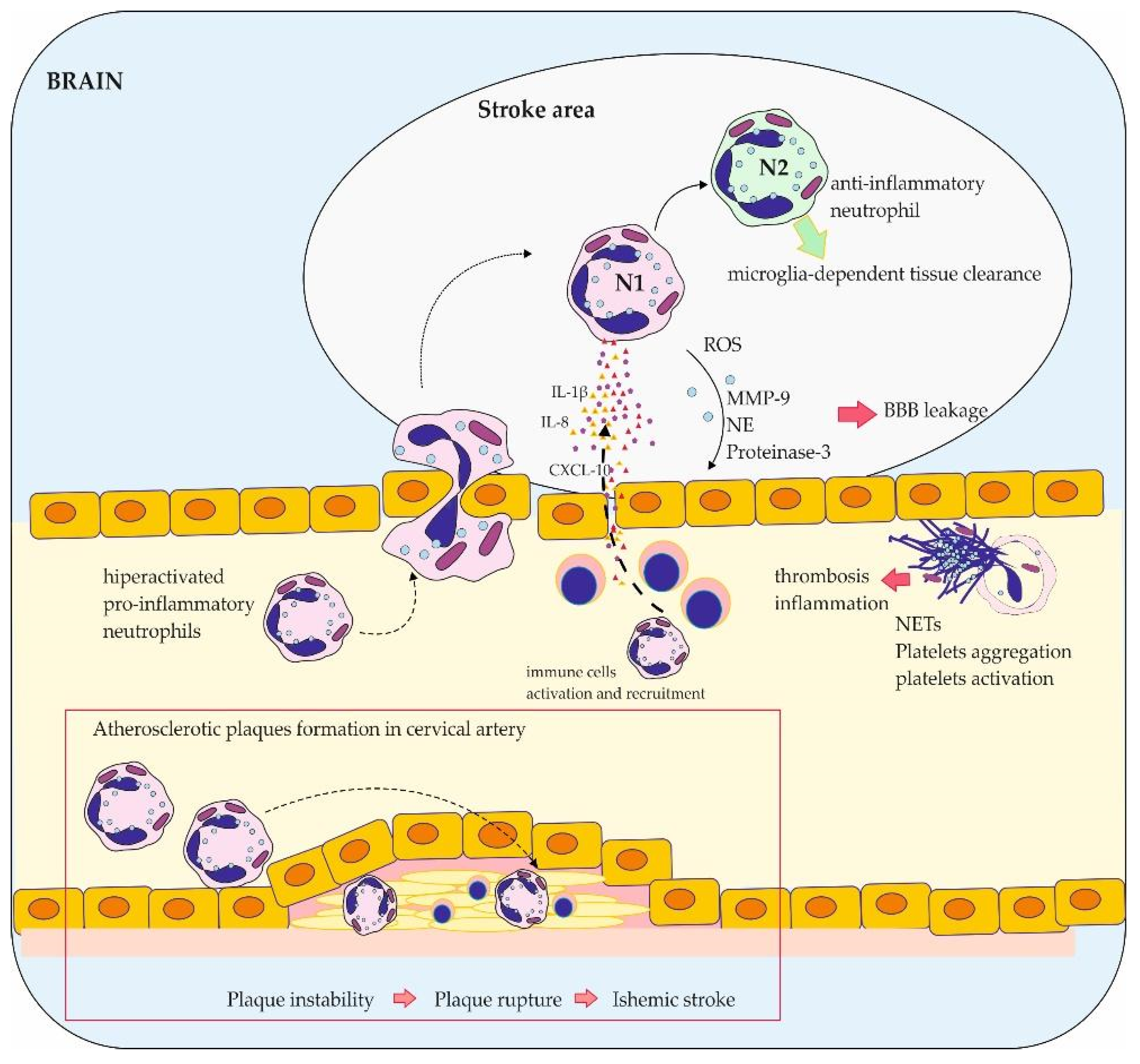 Brainsci 14 00423 g002