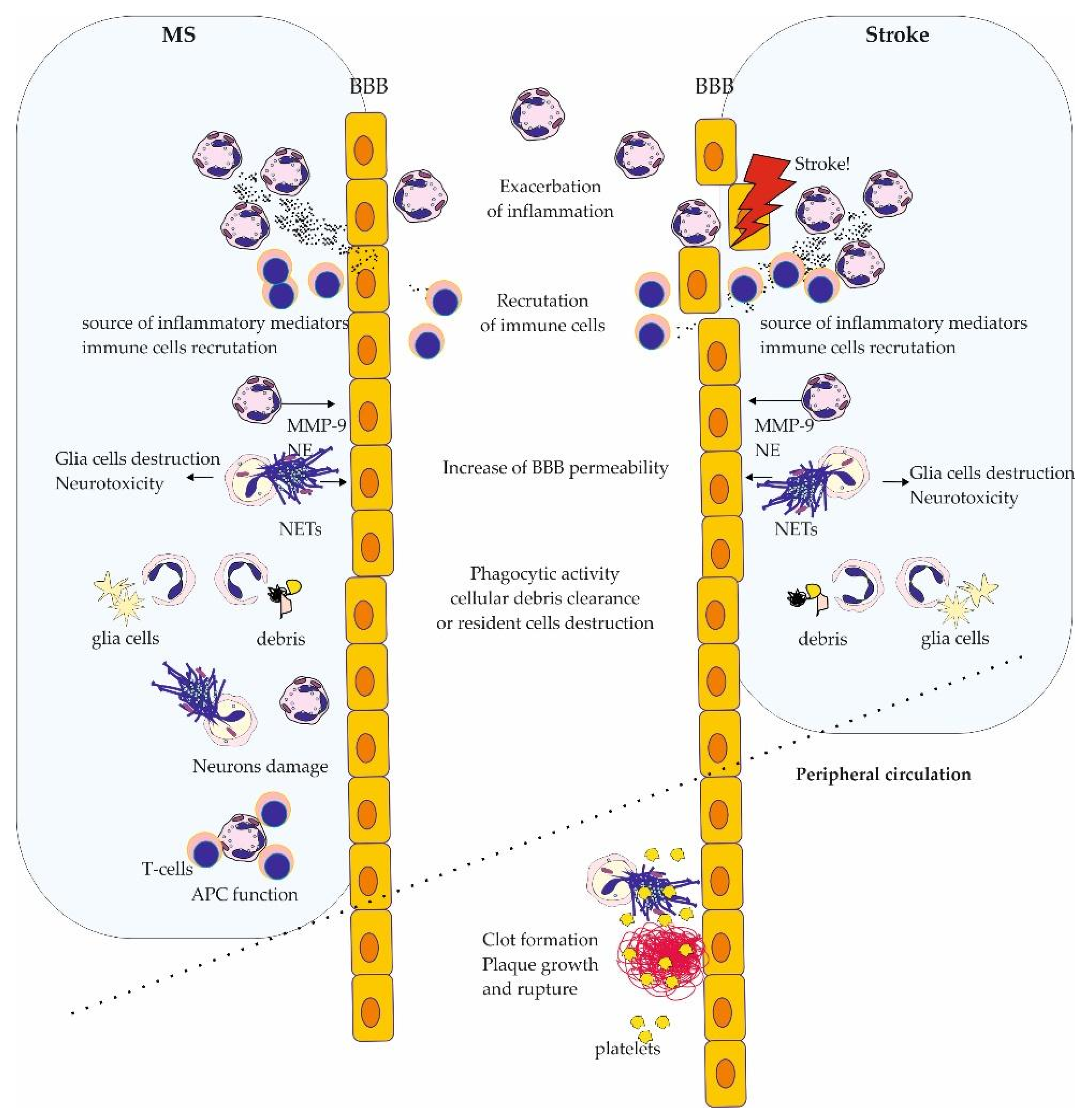 Brainsci 14 00423 g003