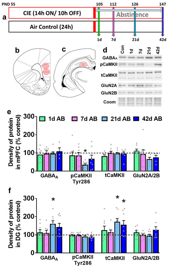 Brainsci 14 00431 g001
