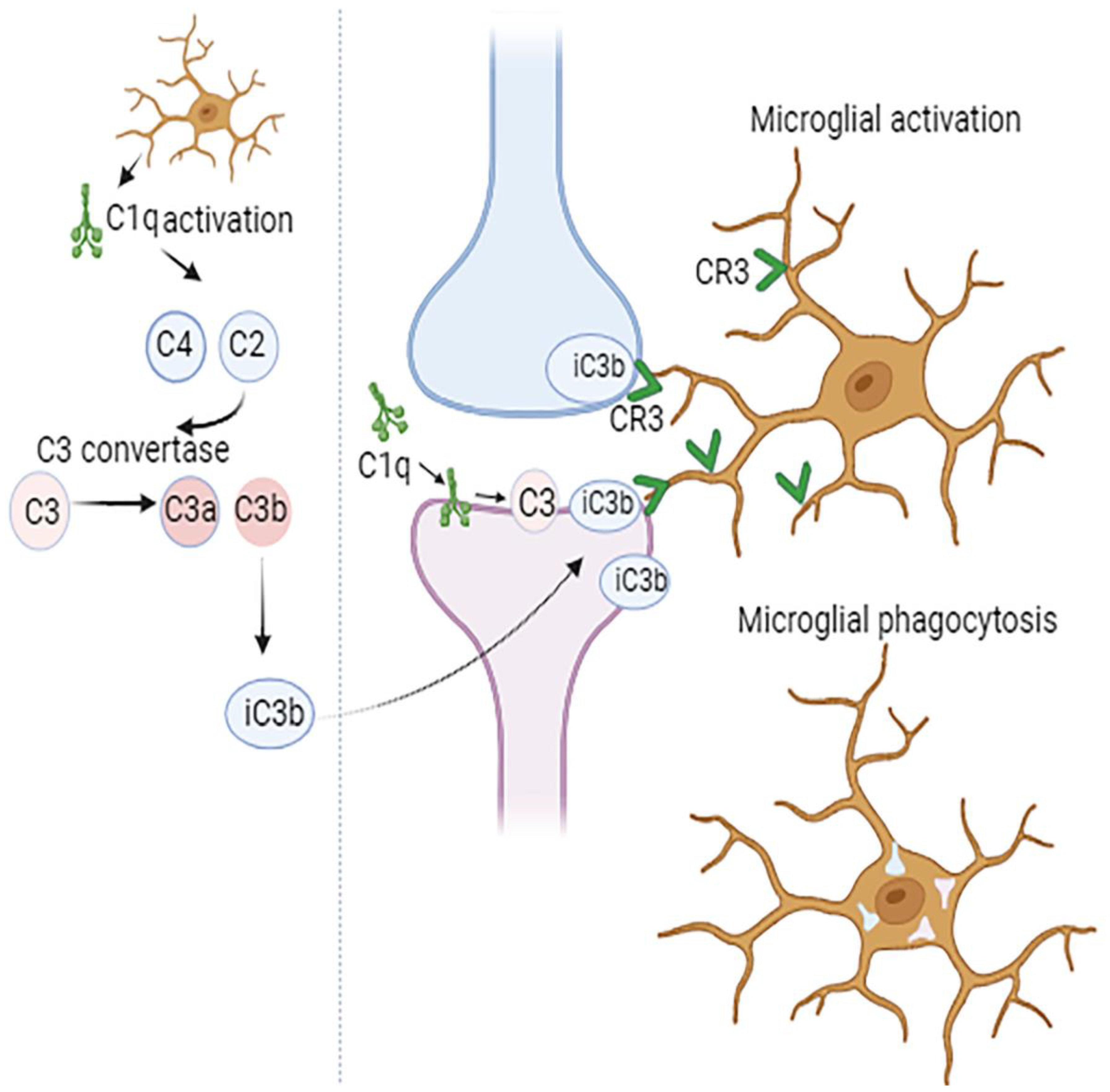 Brainsci 14 00434 g001 Brainsci 14 00434 g001