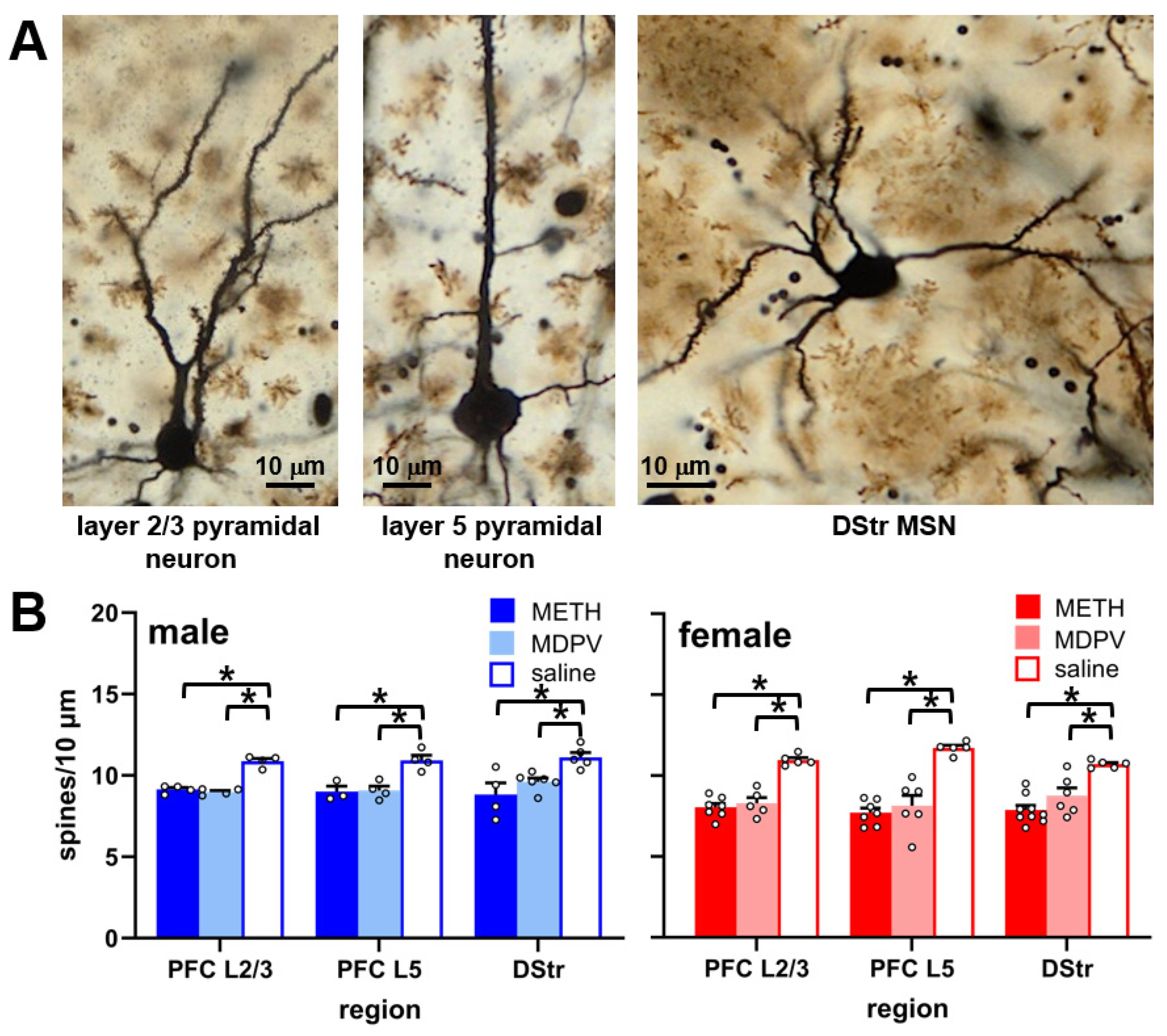Brainsci 14 00435 g004 Brainsci 14 00435 g004