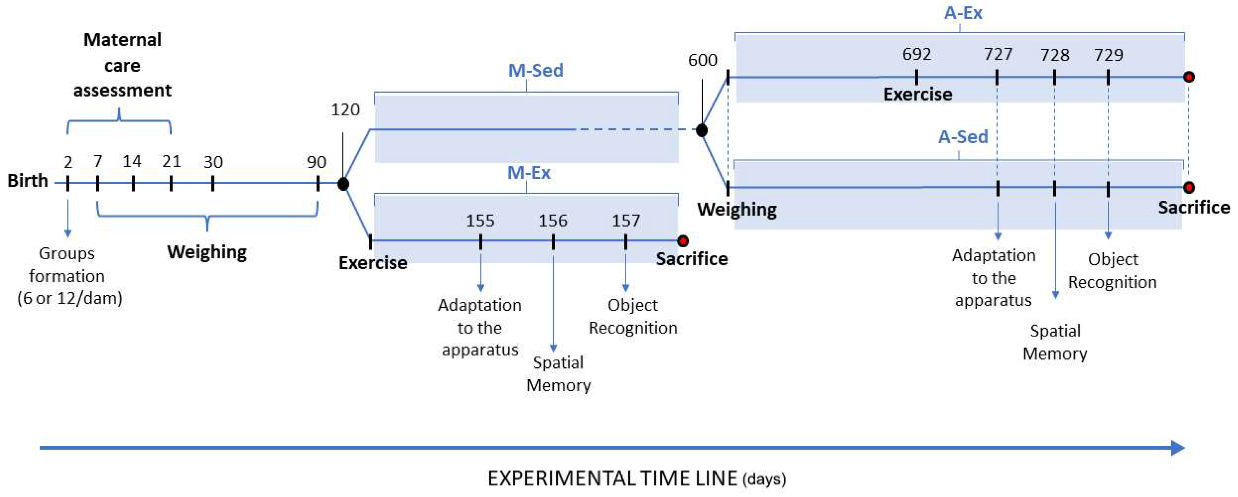 Brainsci 14 00497 g001