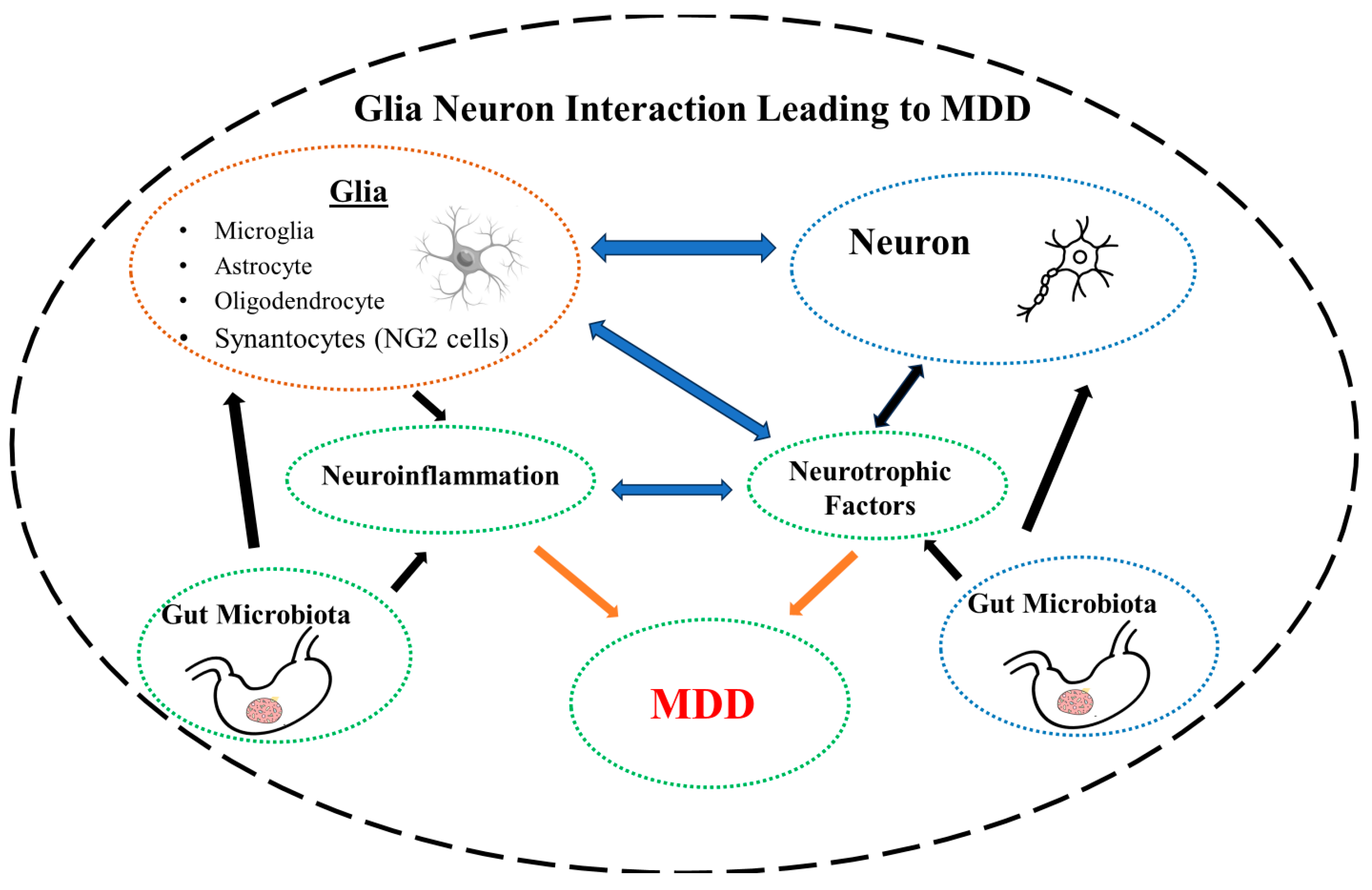 Role of Glial Cells in Neuronal Function, Mood Disorders, and Drug ...