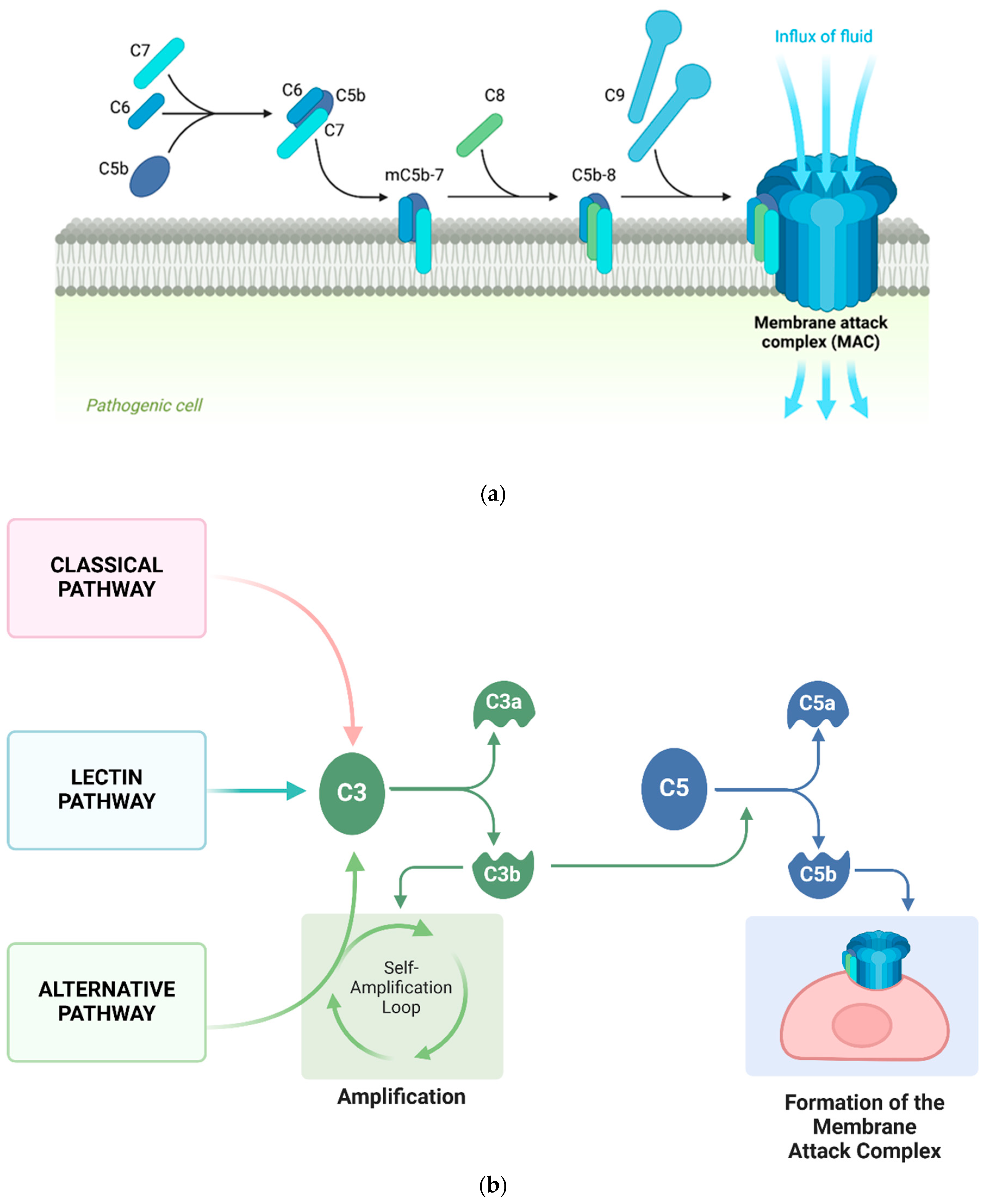 Brainsci 14 00601 g001 Brainsci 14 00601 g001