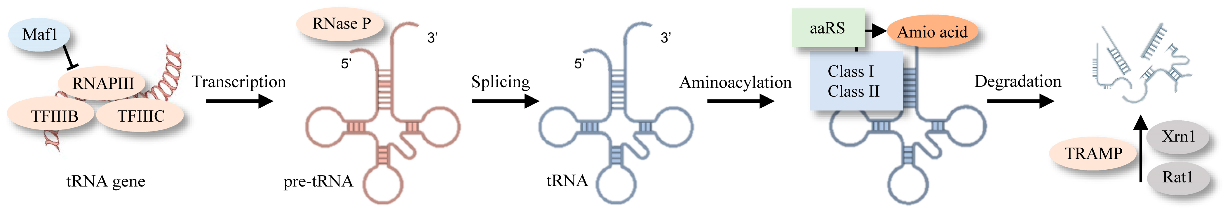 Brainsci 14 00633 g001 Brainsci 14 00633 g001