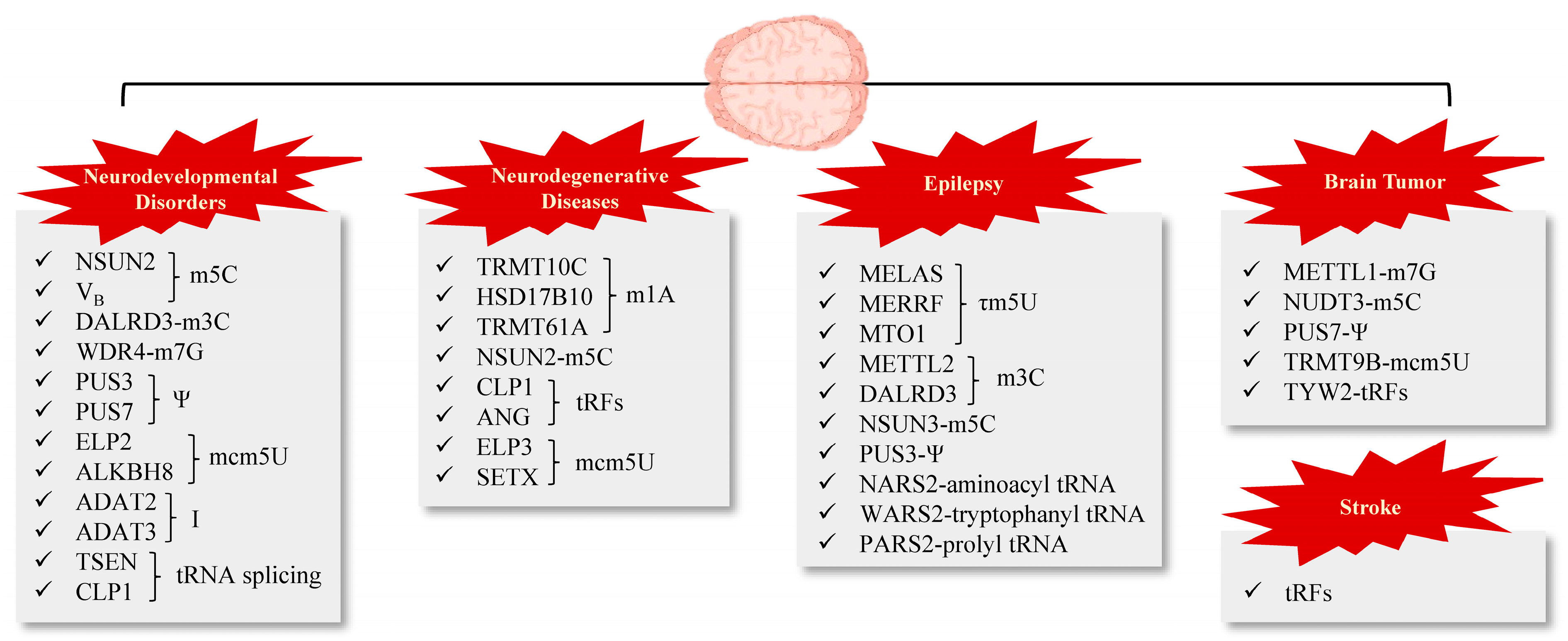 Brainsci 14 00633 g003 Brainsci 14 00633 g003
