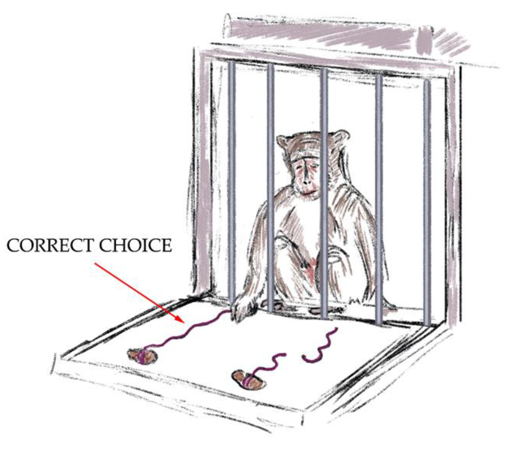 Brainsci 14 00635 g003