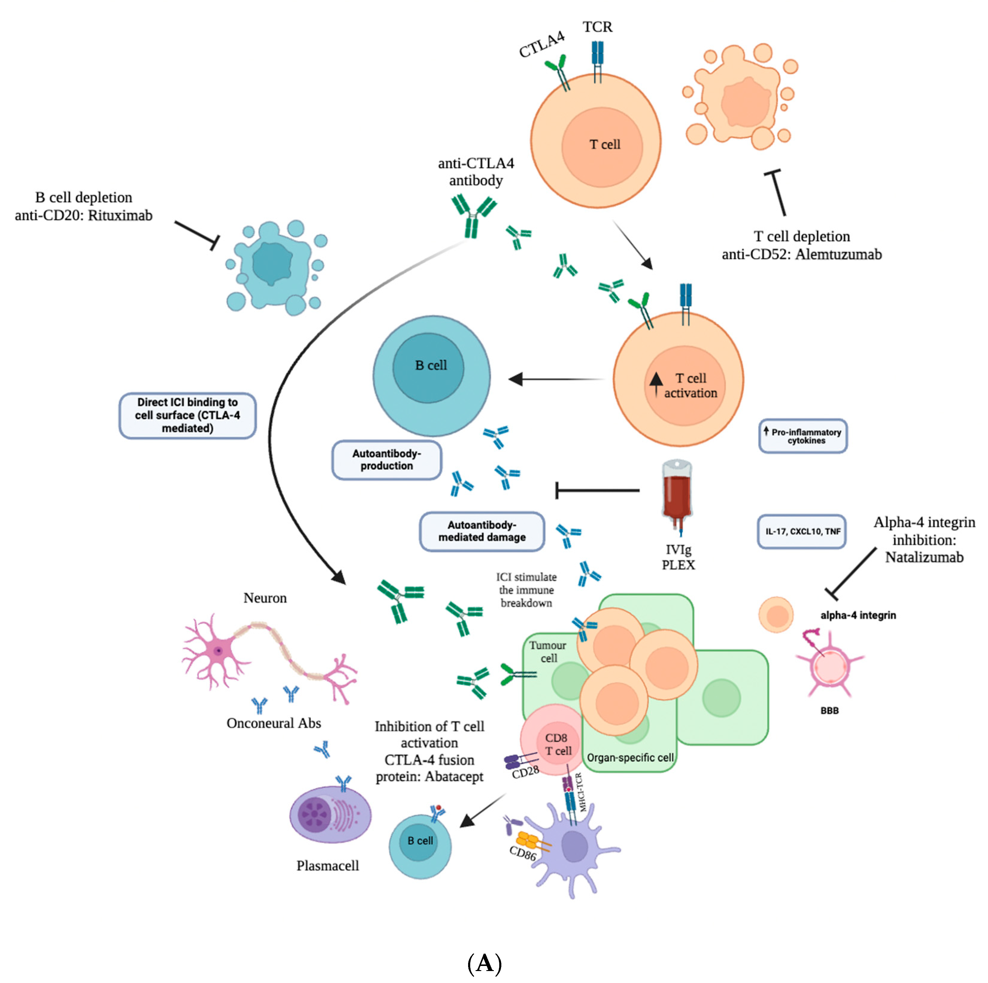 Brainsci 14 00764 g002a