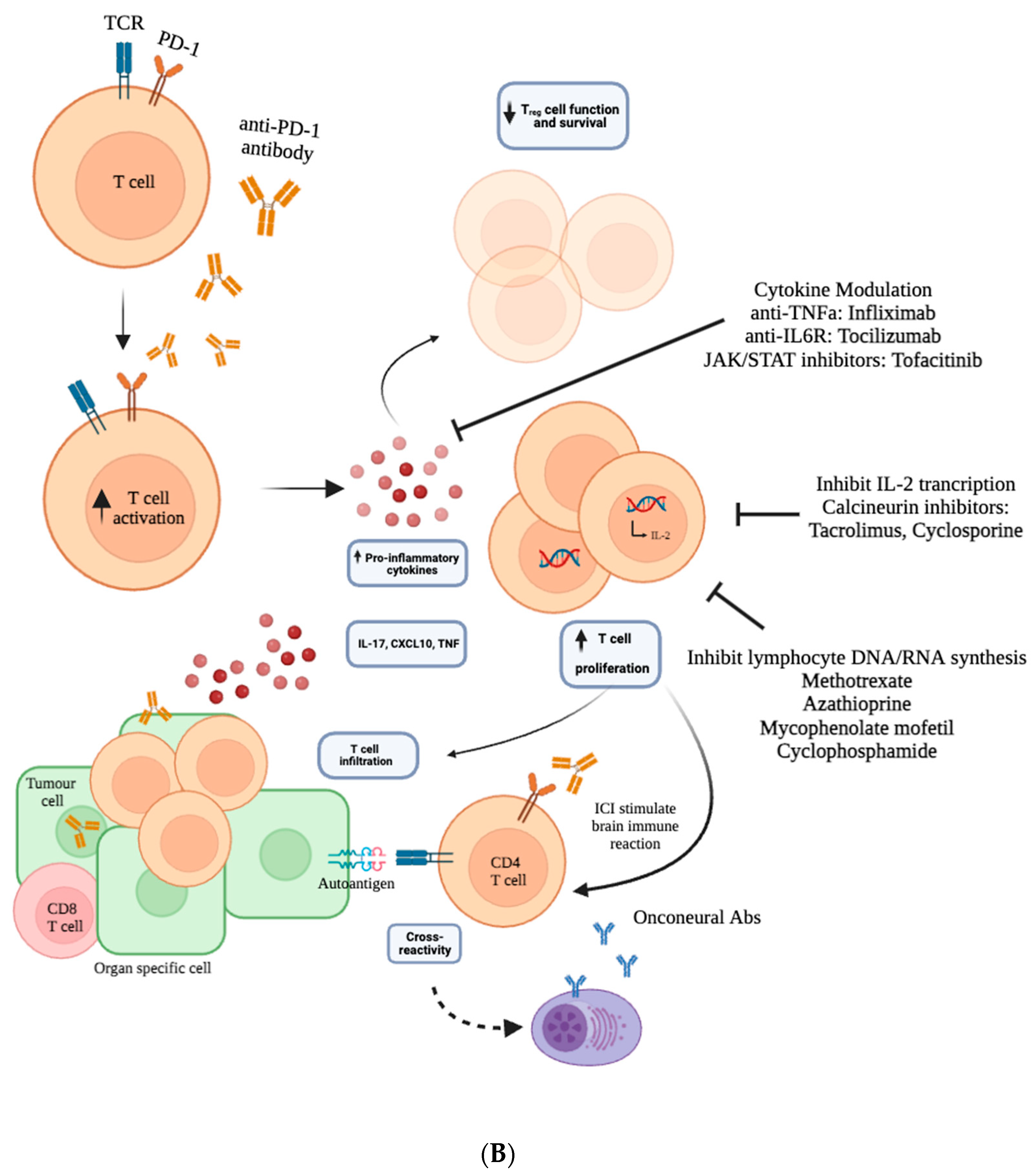 Brainsci 14 00764 g002b