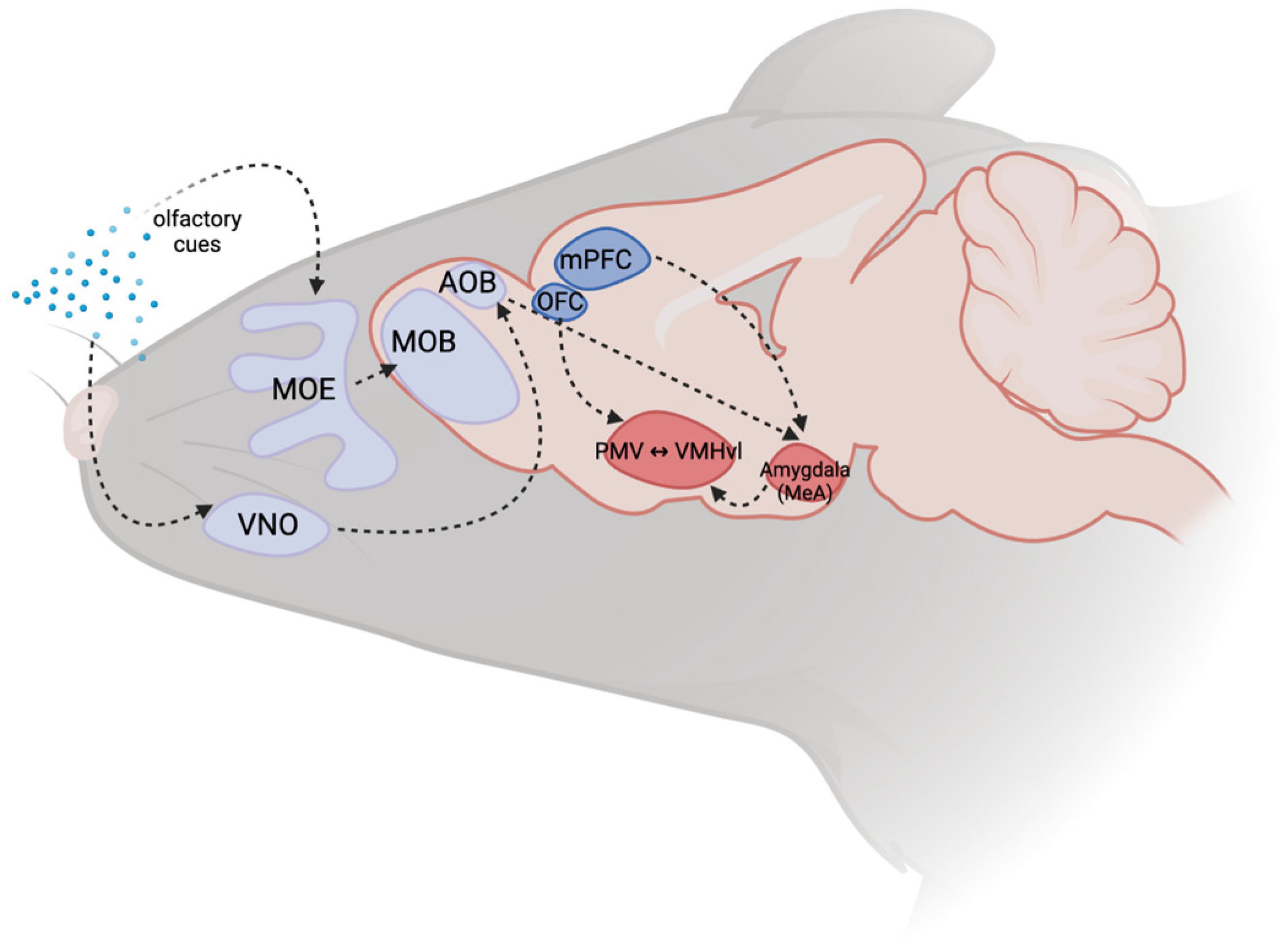 Brainsci 14 00794 g001