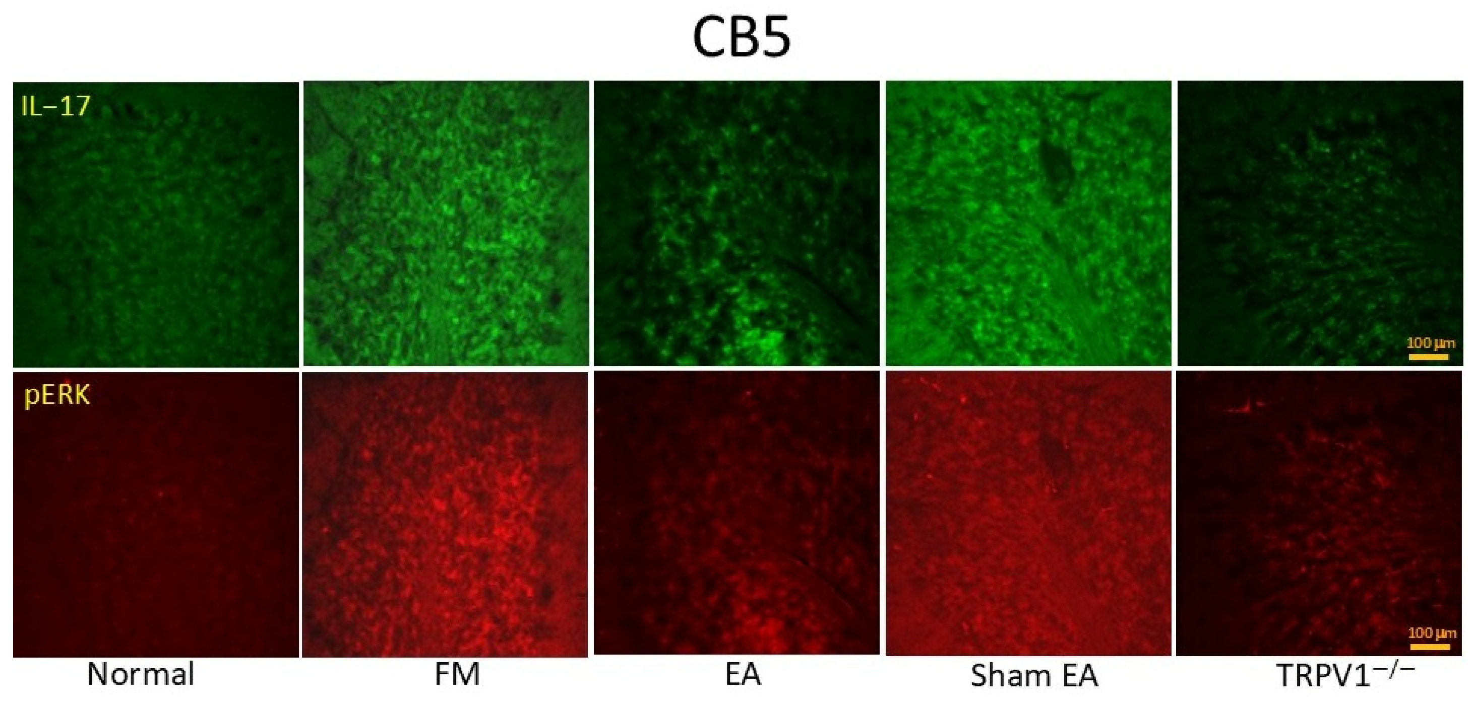Brainsci 14 00869 g007