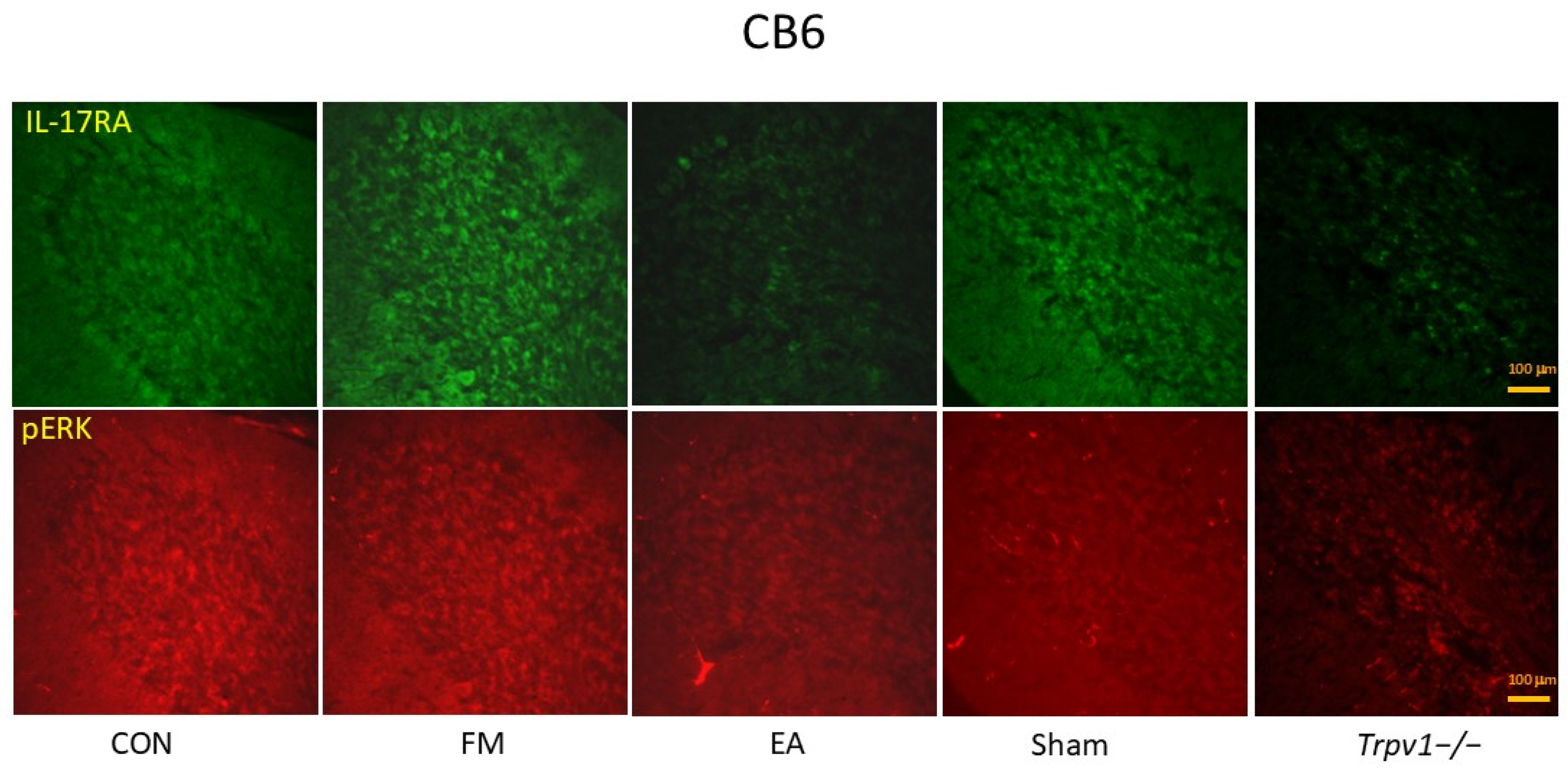 Brainsci 14 00869 g009