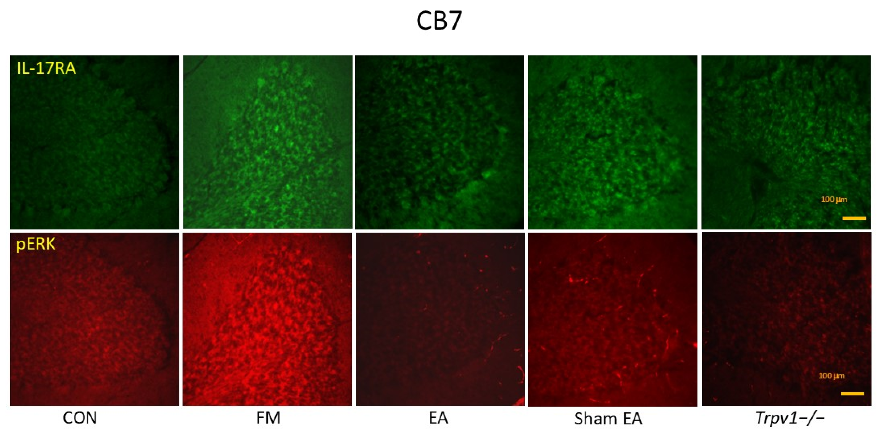 Brainsci 14 00869 g011