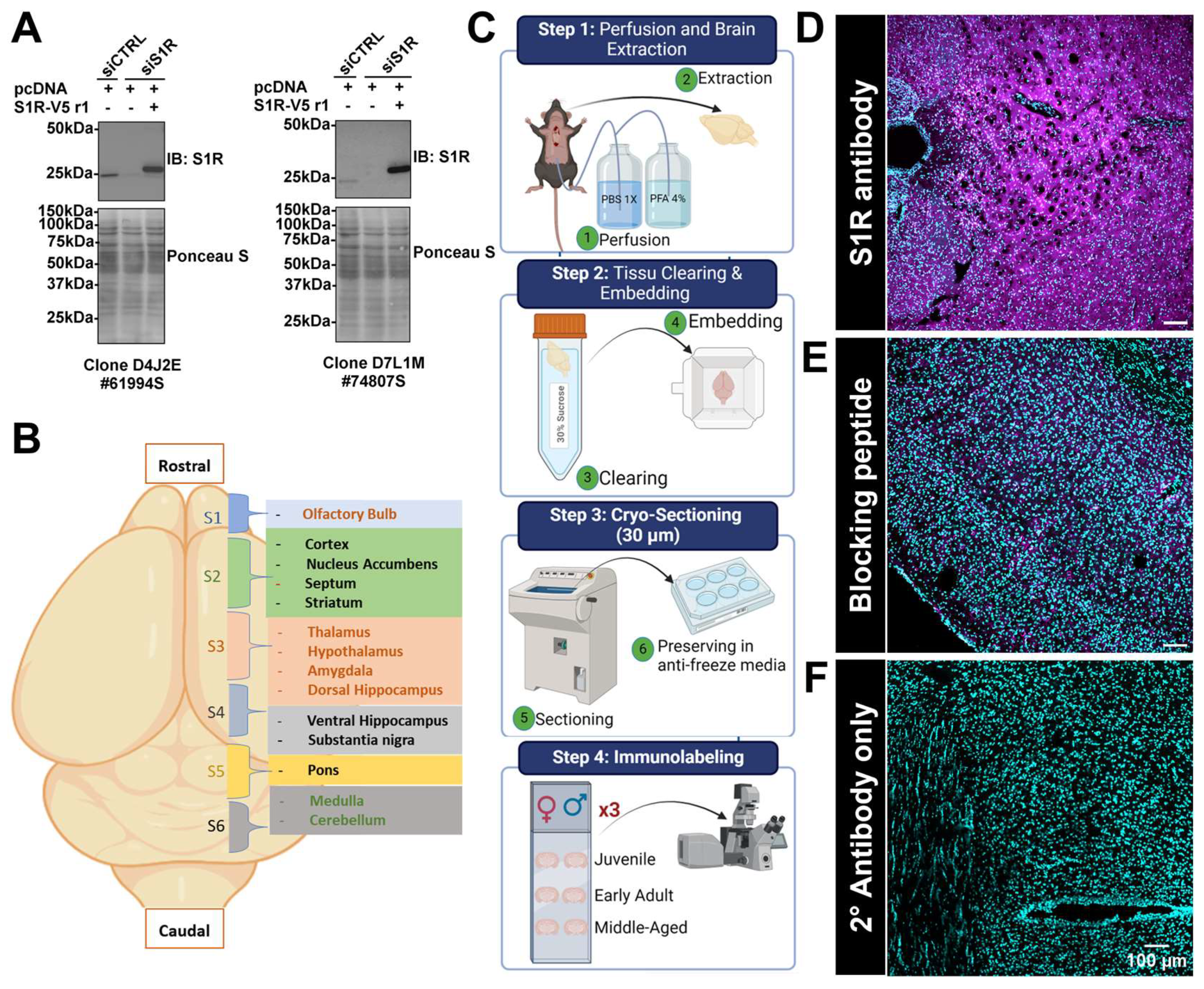 Brainsci 14 00881 g002