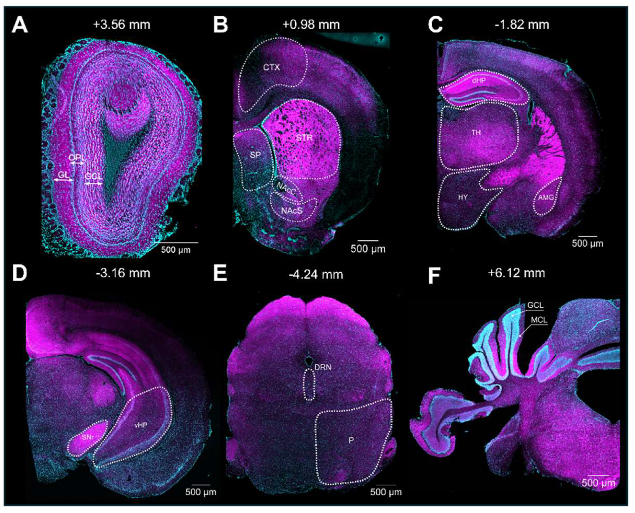 Brainsci 14 00881 g003