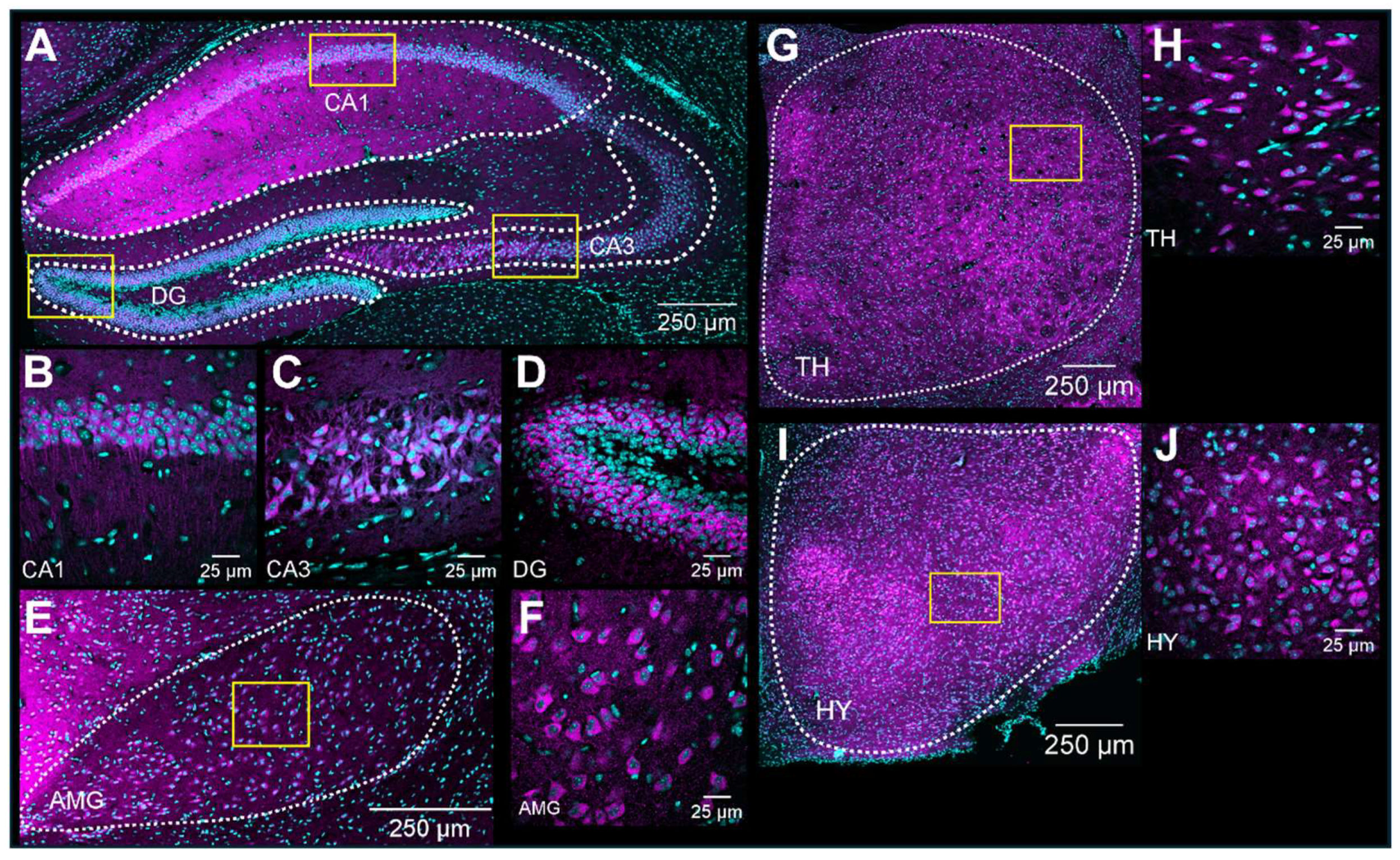 Brainsci 14 00881 g005