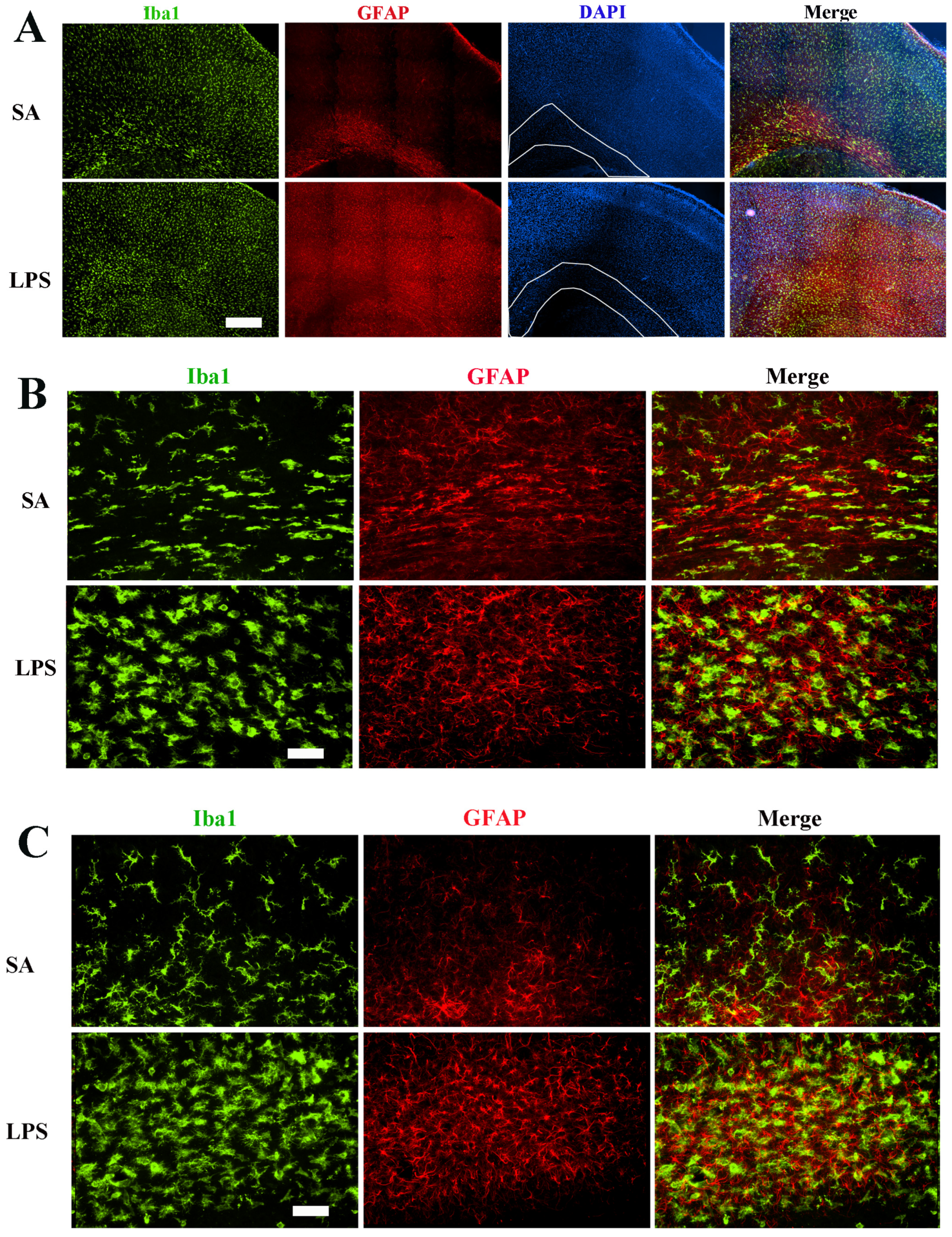 Brainsci 14 00976 g002 Brainsci 14 00976 g002