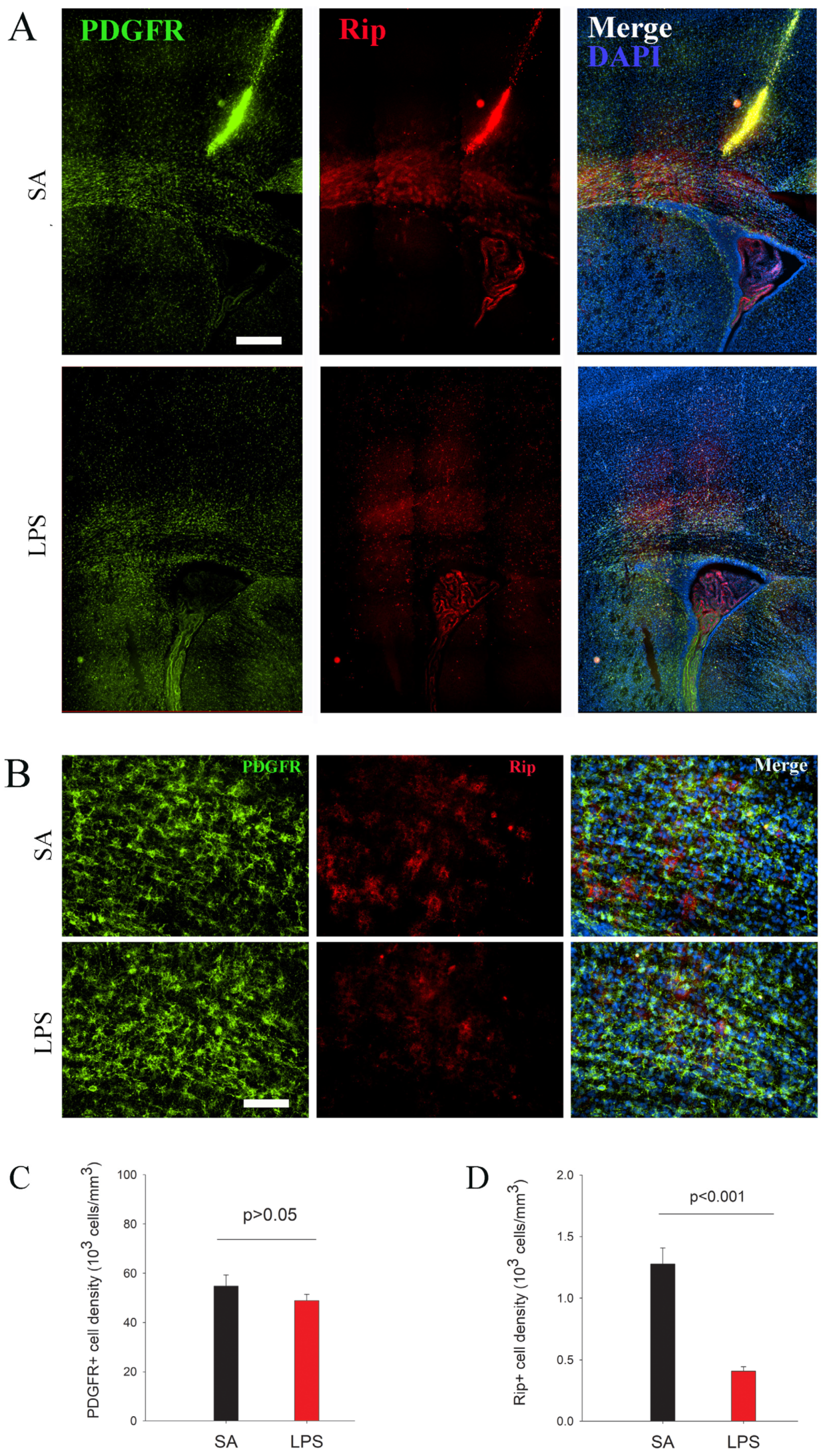 Brainsci 14 00976 g004 Brainsci 14 00976 g004