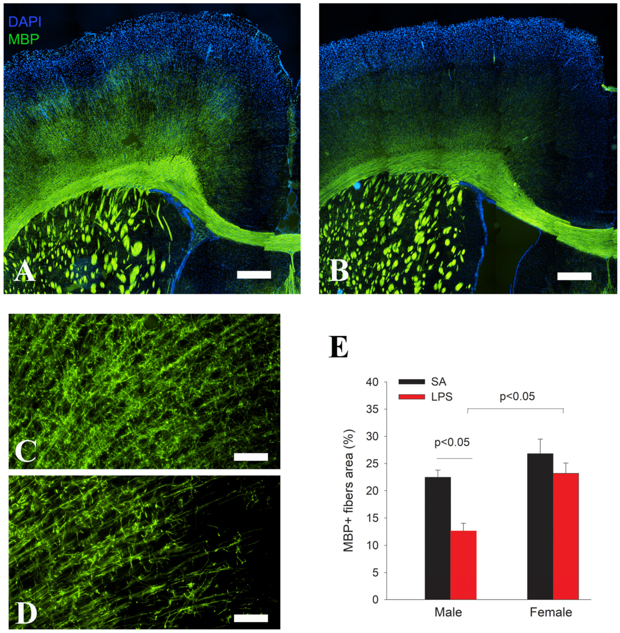 Brainsci 14 00976 g005 Brainsci 14 00976 g005