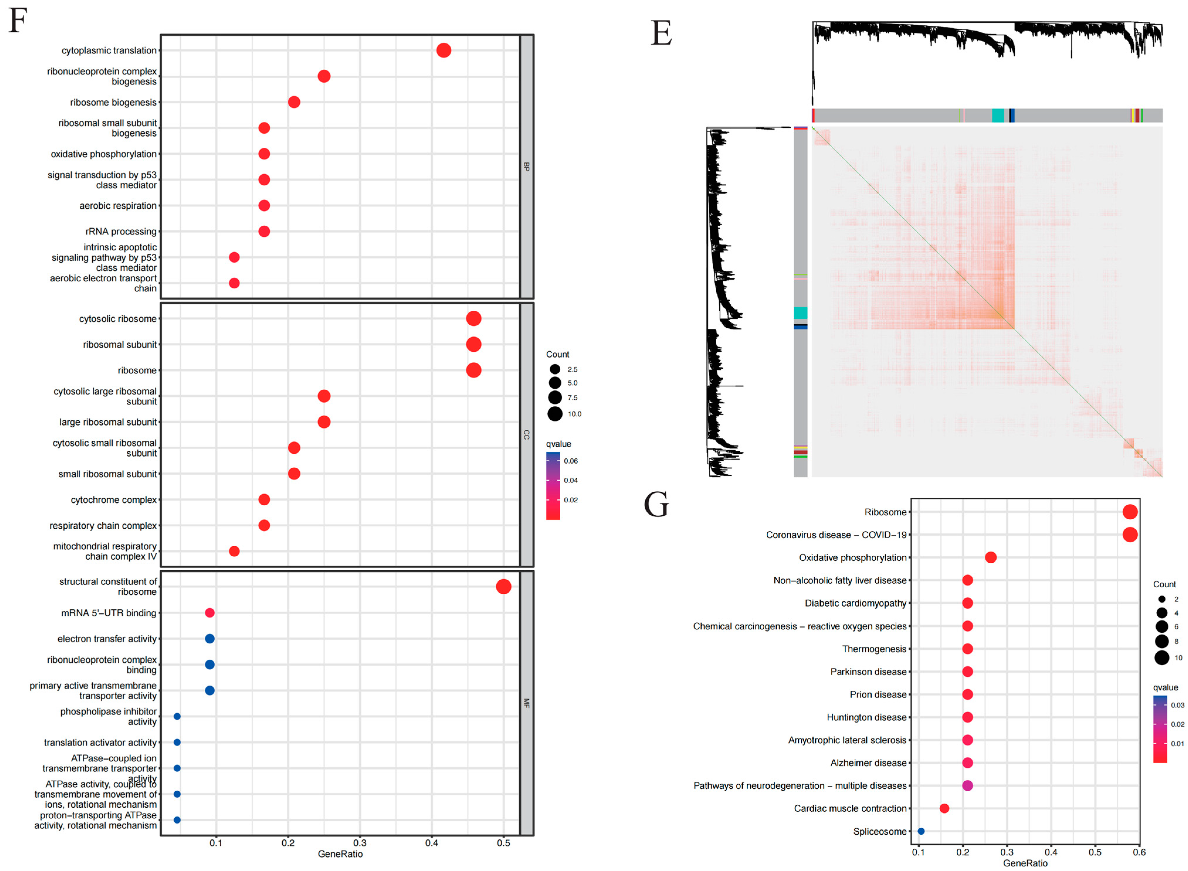 Brainsci 14 01035 g003b
