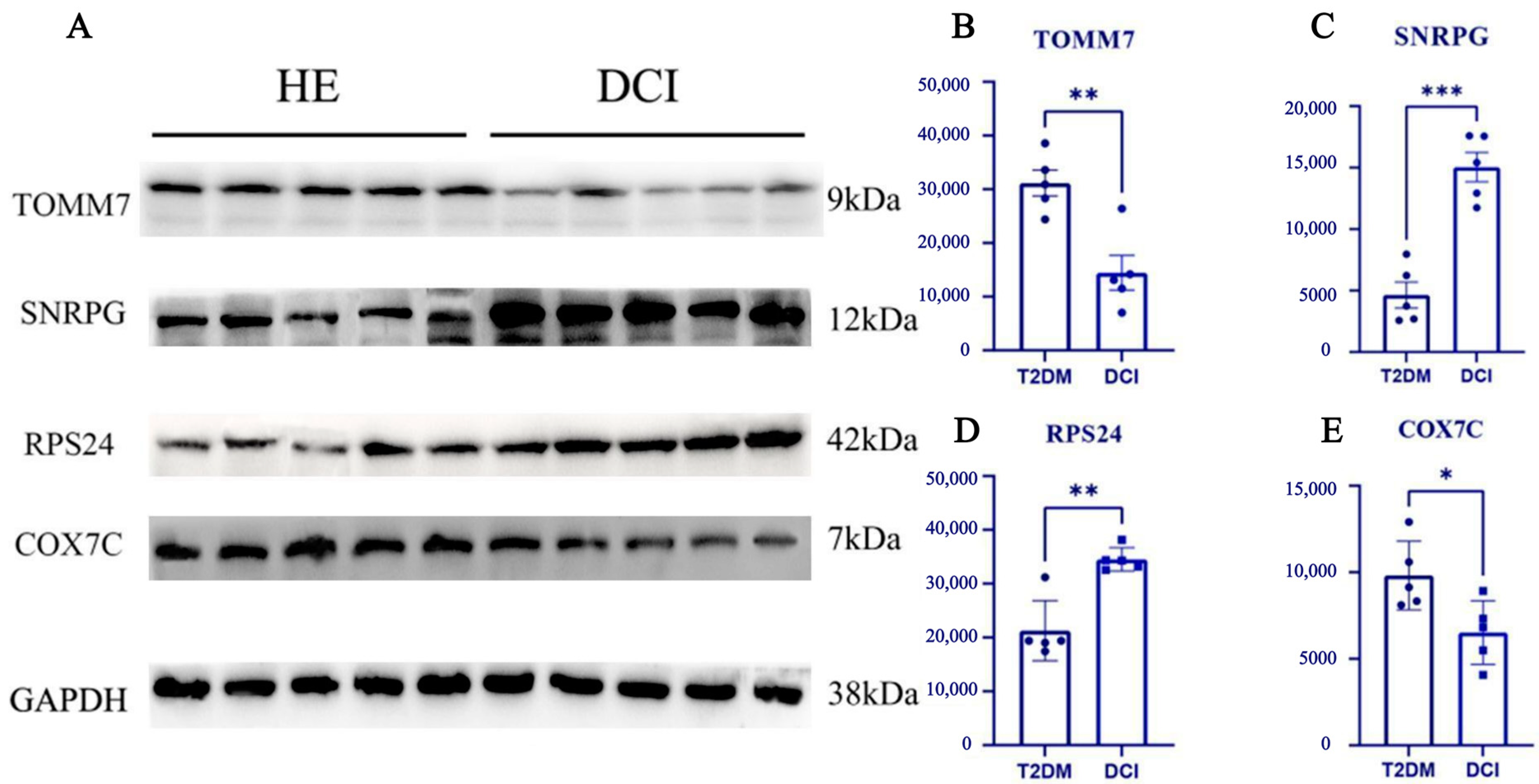 Brainsci 14 01035 g006
