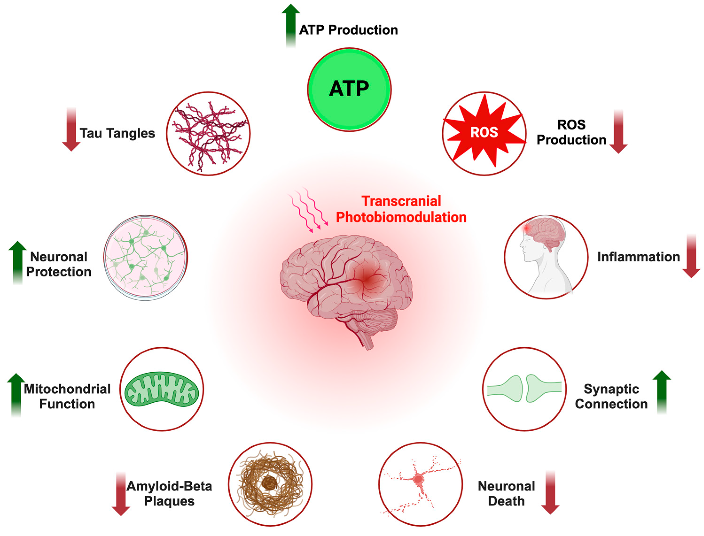 Brainsci 14 01064 g001
