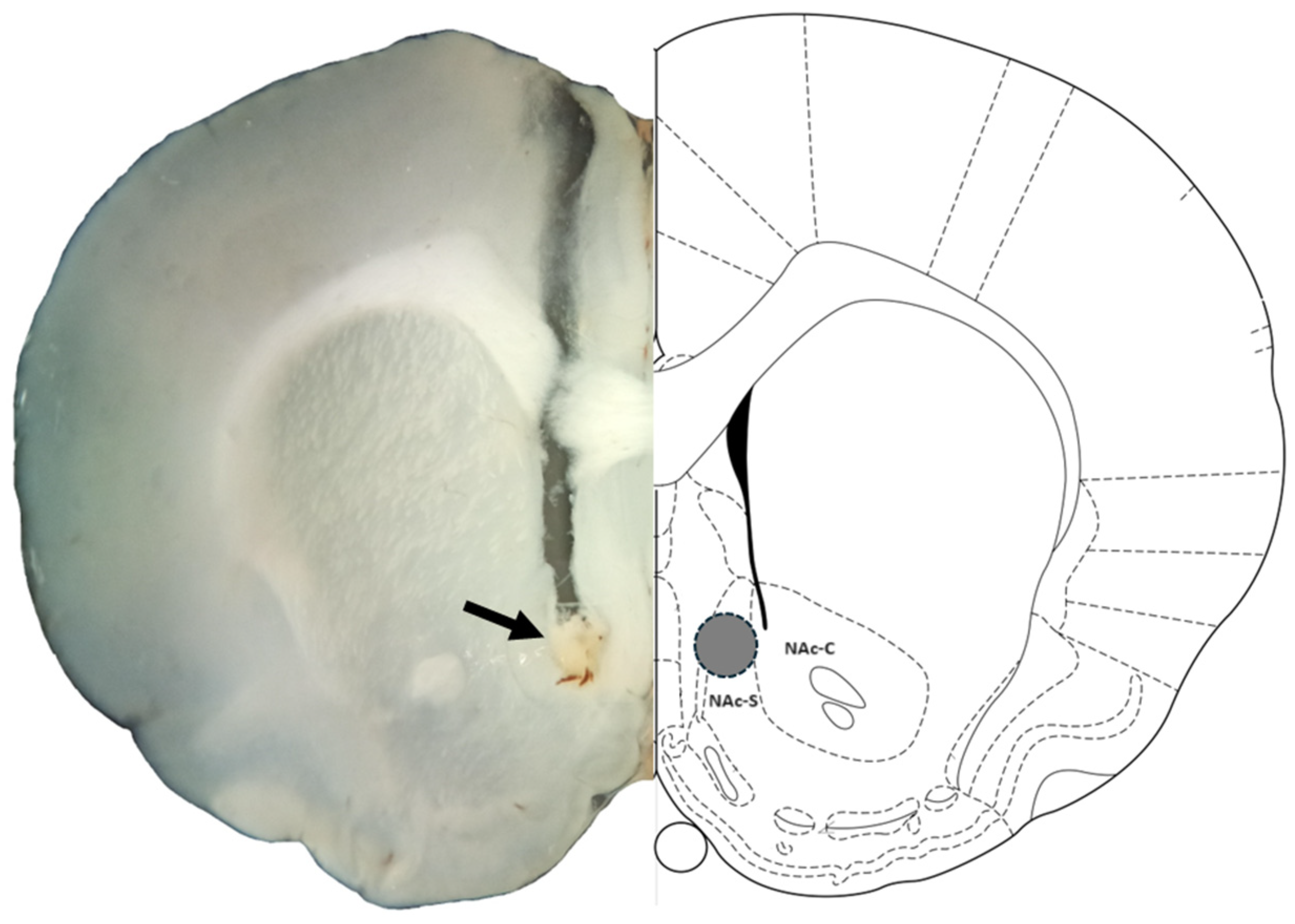 Brainsci 14 01103 g002