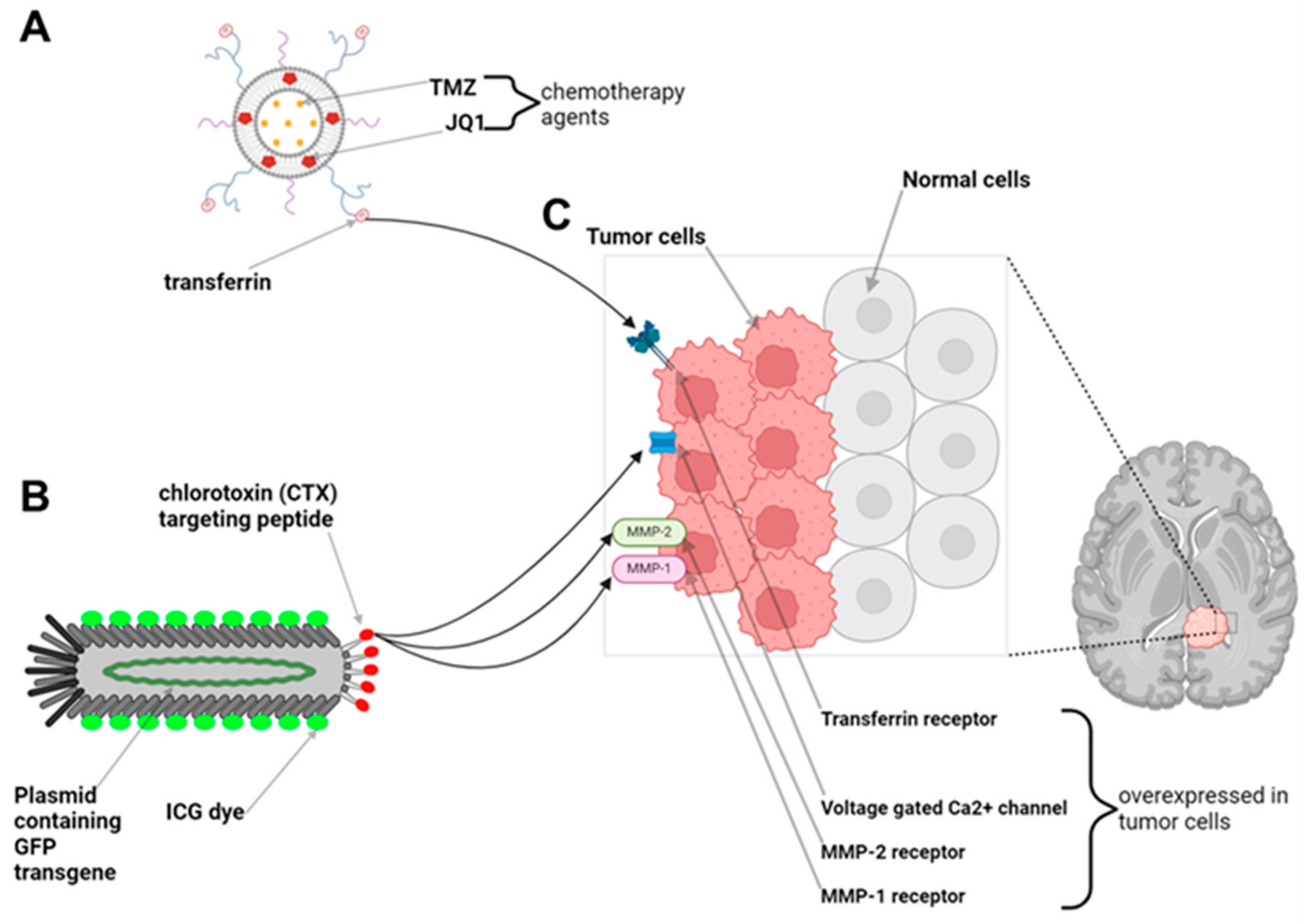 Brainsci 14 01253 g003 Brainsci 14 01253 g003