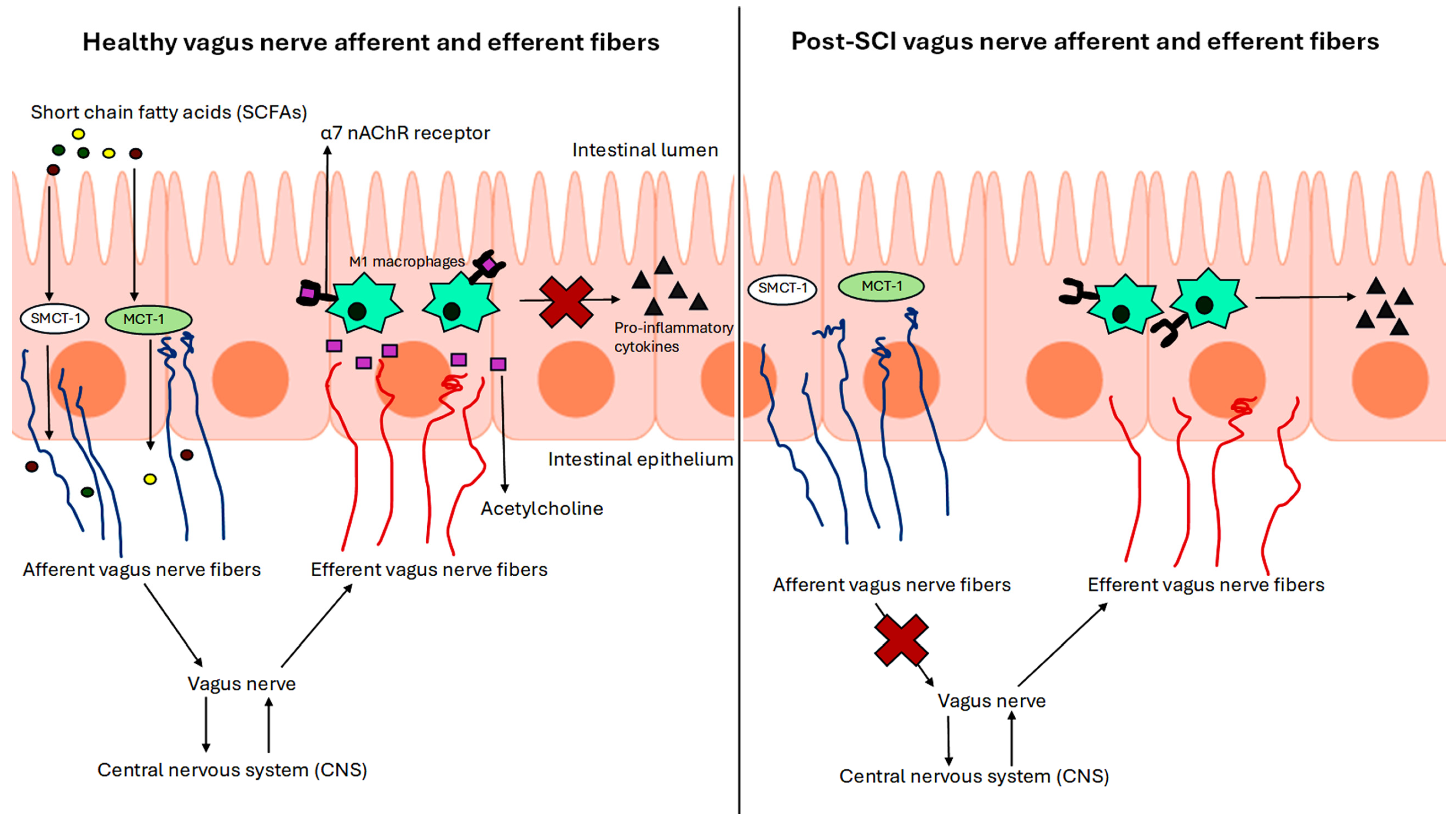 Brainsci 15 00197 g002