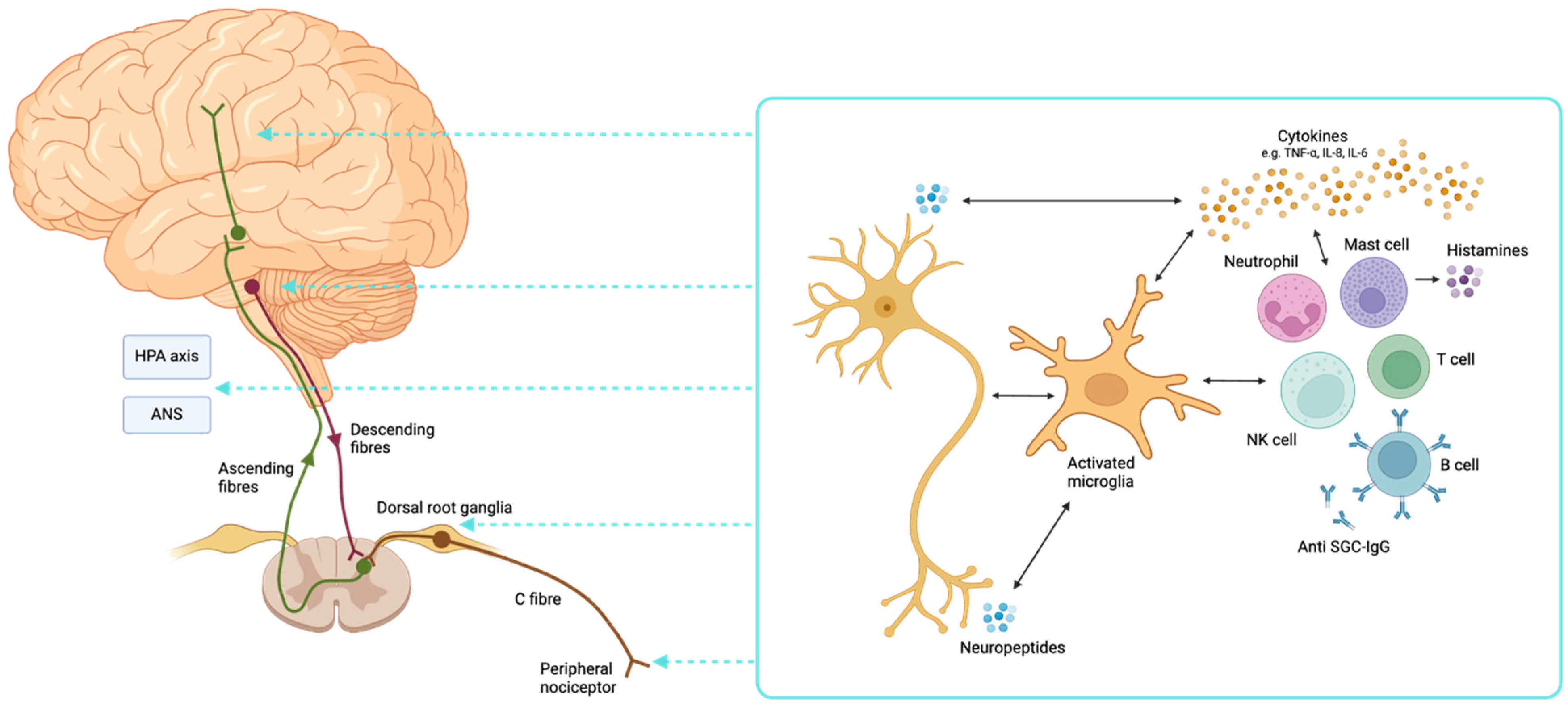 Brainsci 15 00206 g002