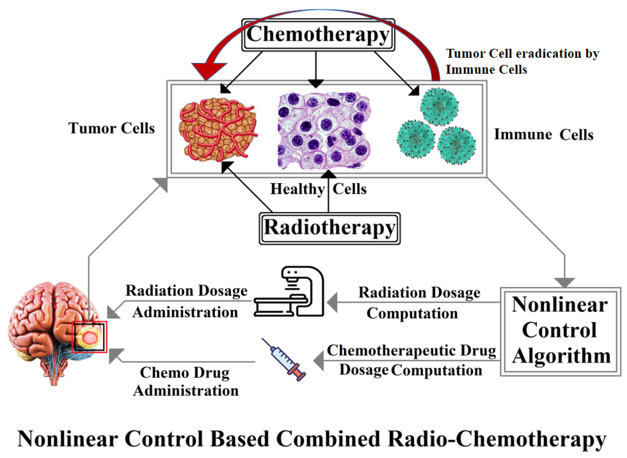 Brainsci 15 00207 g001