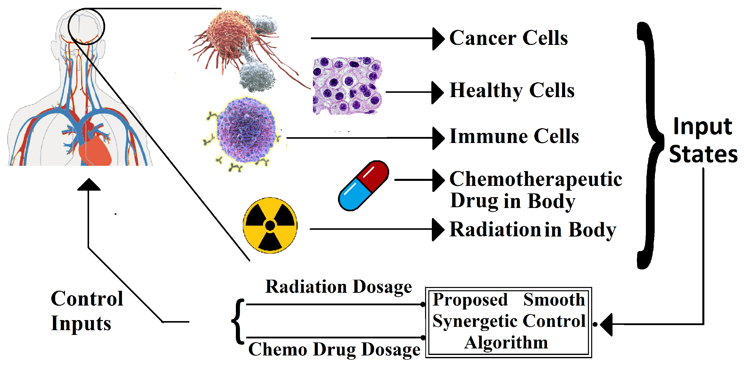 Brainsci 15 00207 g002