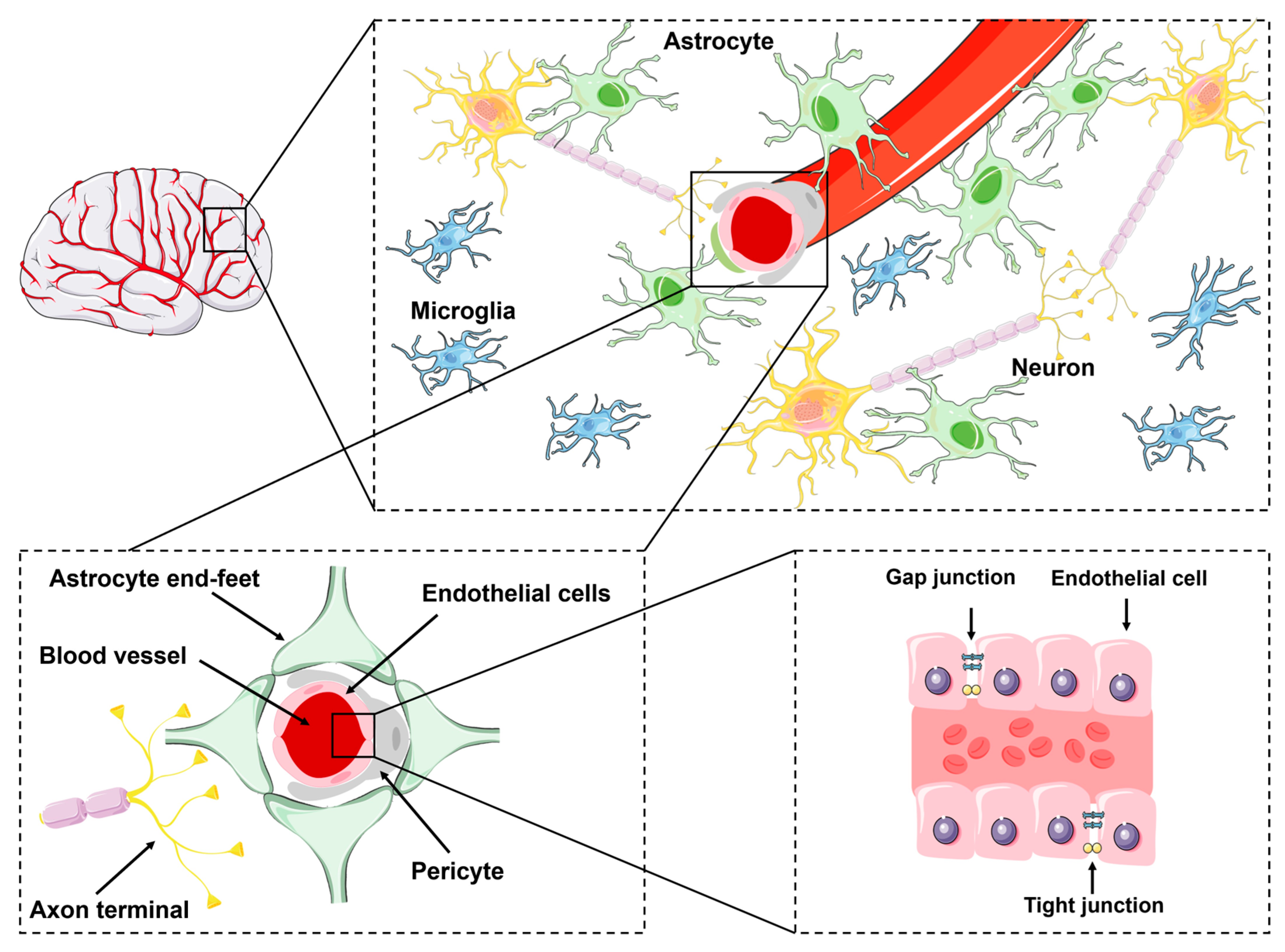 Brainsci 15 00279 g001