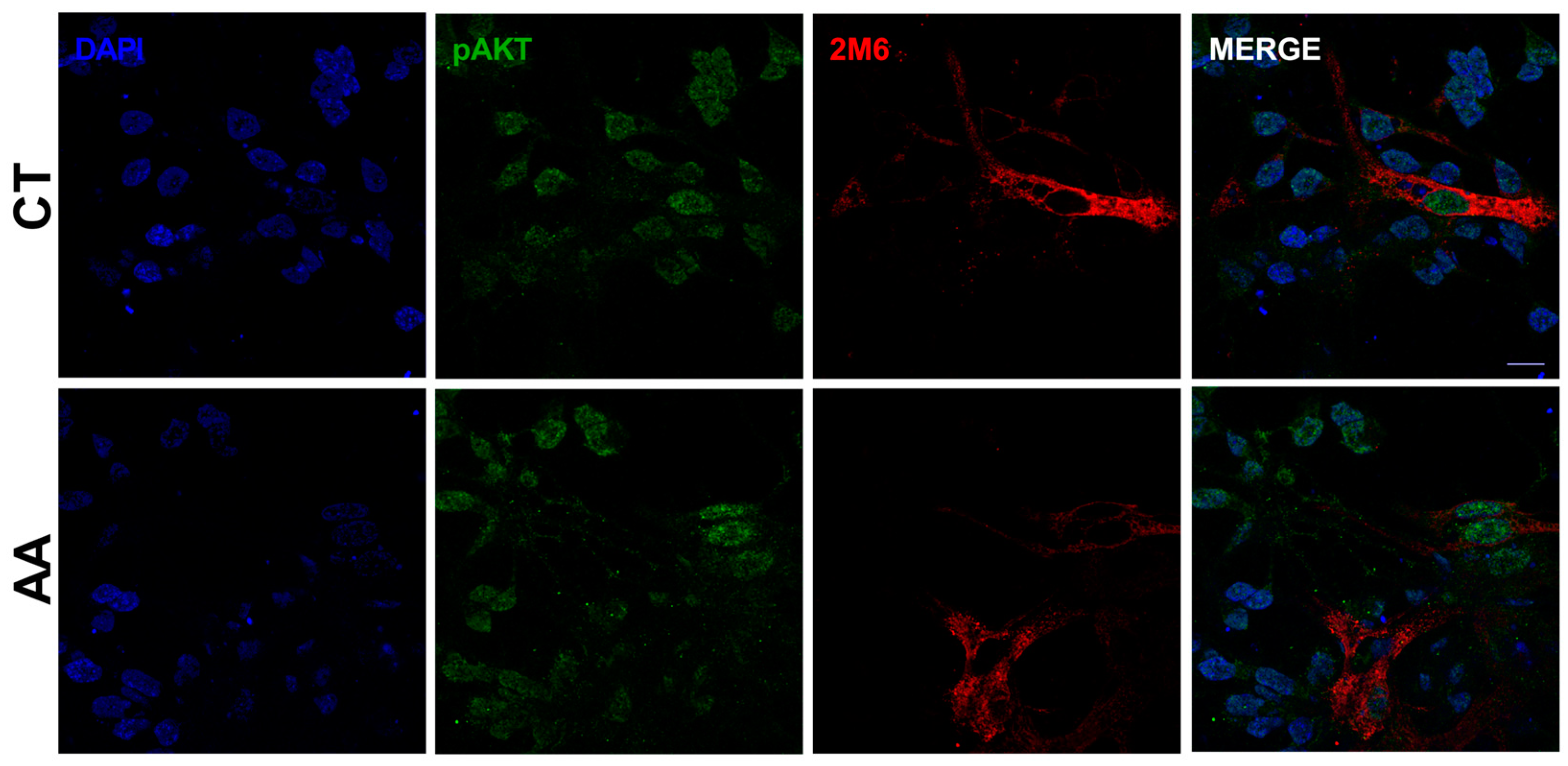 Brainsci 15 00369 g003