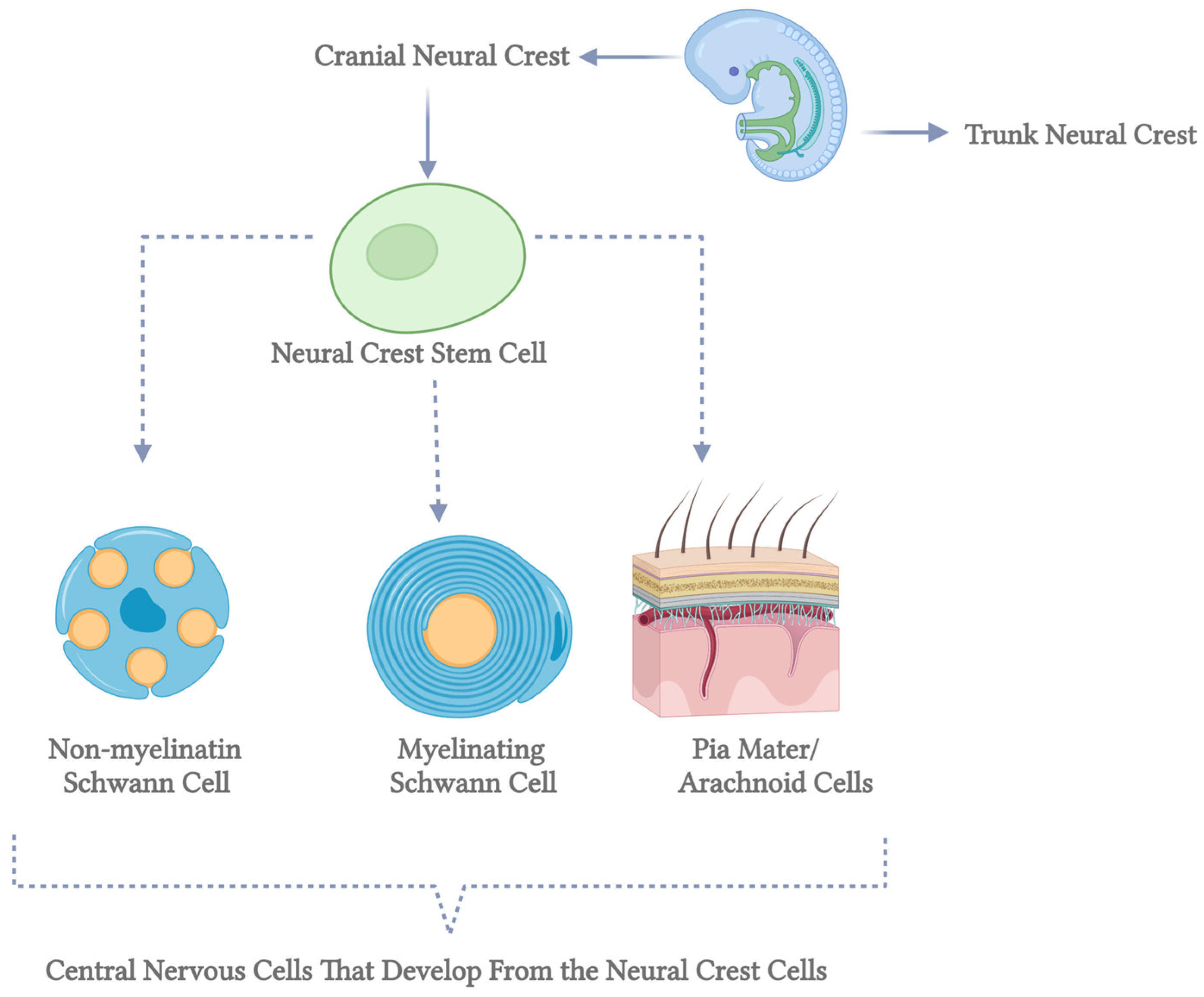 Brainsci 15 00400 g002