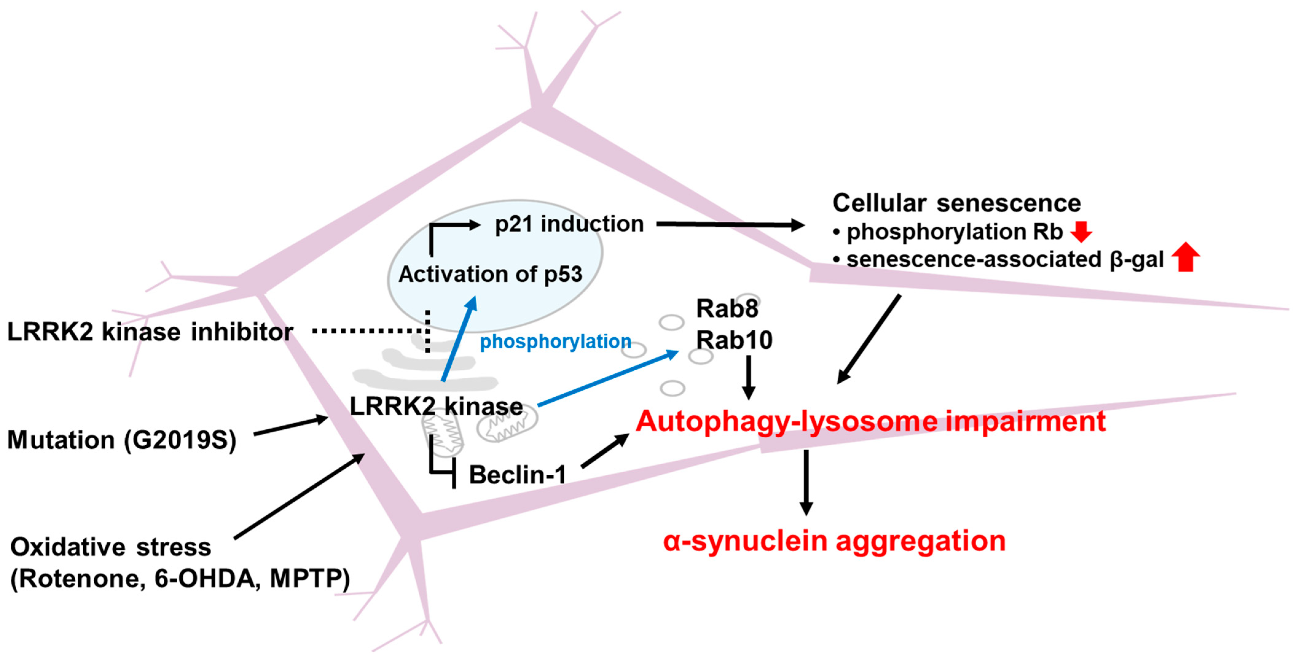 Brainsci 15 00407 g004