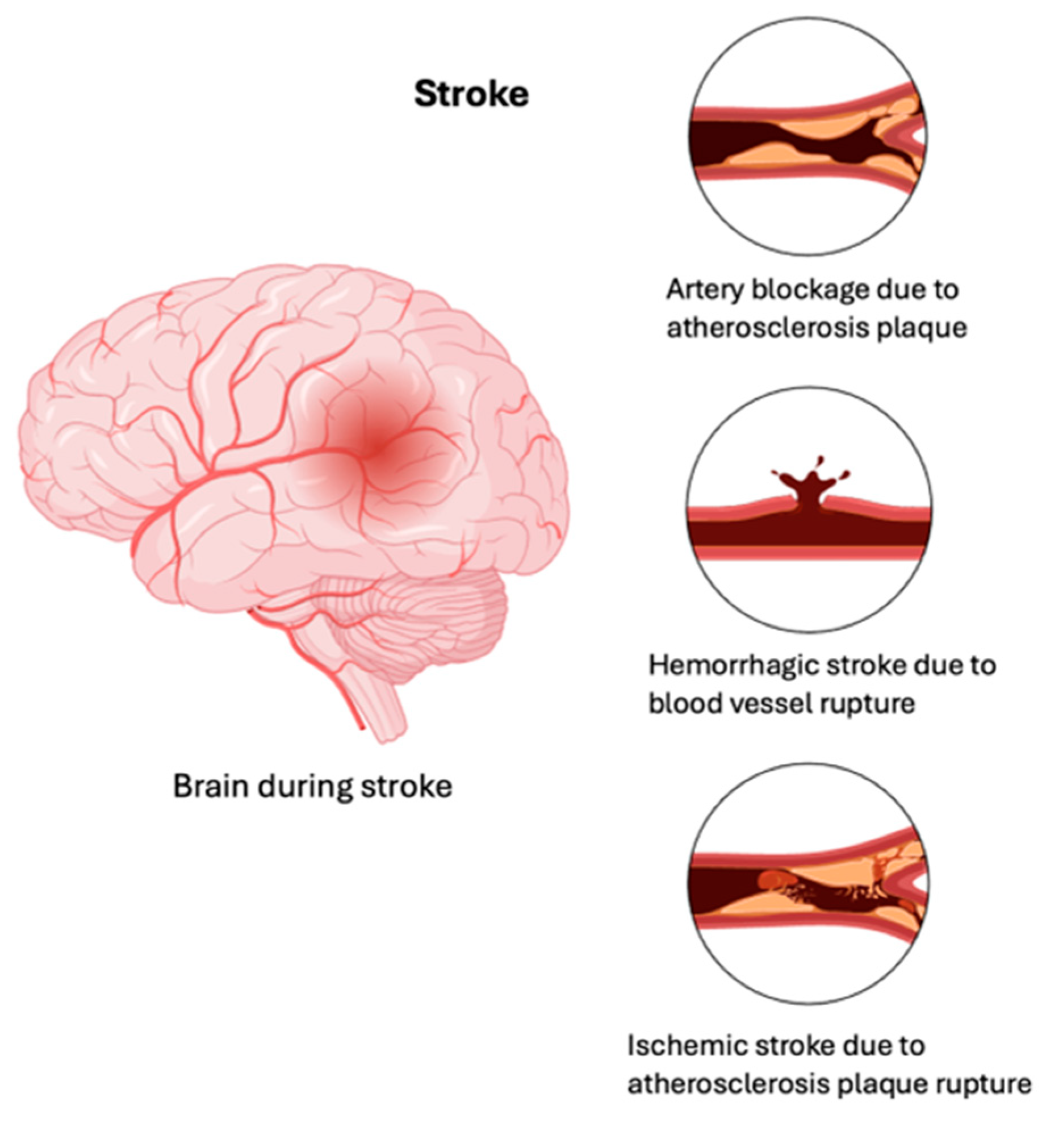 Brainsci 15 00436 g005 Brainsci 15 00436 g005