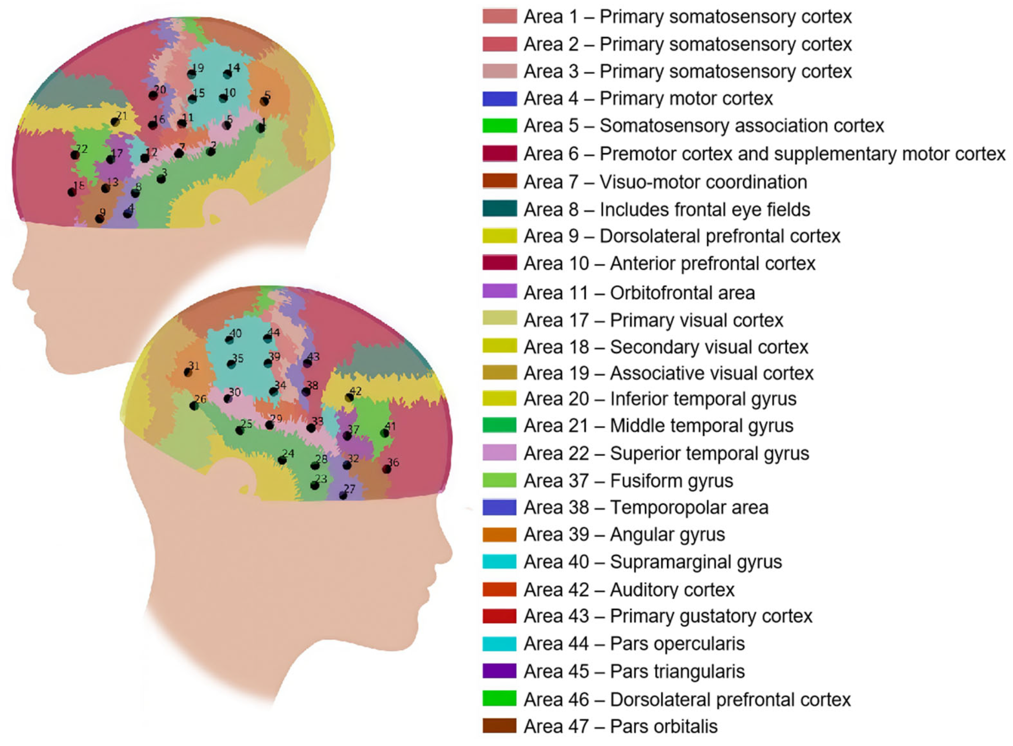 Brainsci 15 00451 g004 Brainsci 15 00451 g004