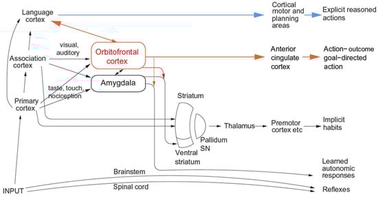 Brainsci 15 00507 g002