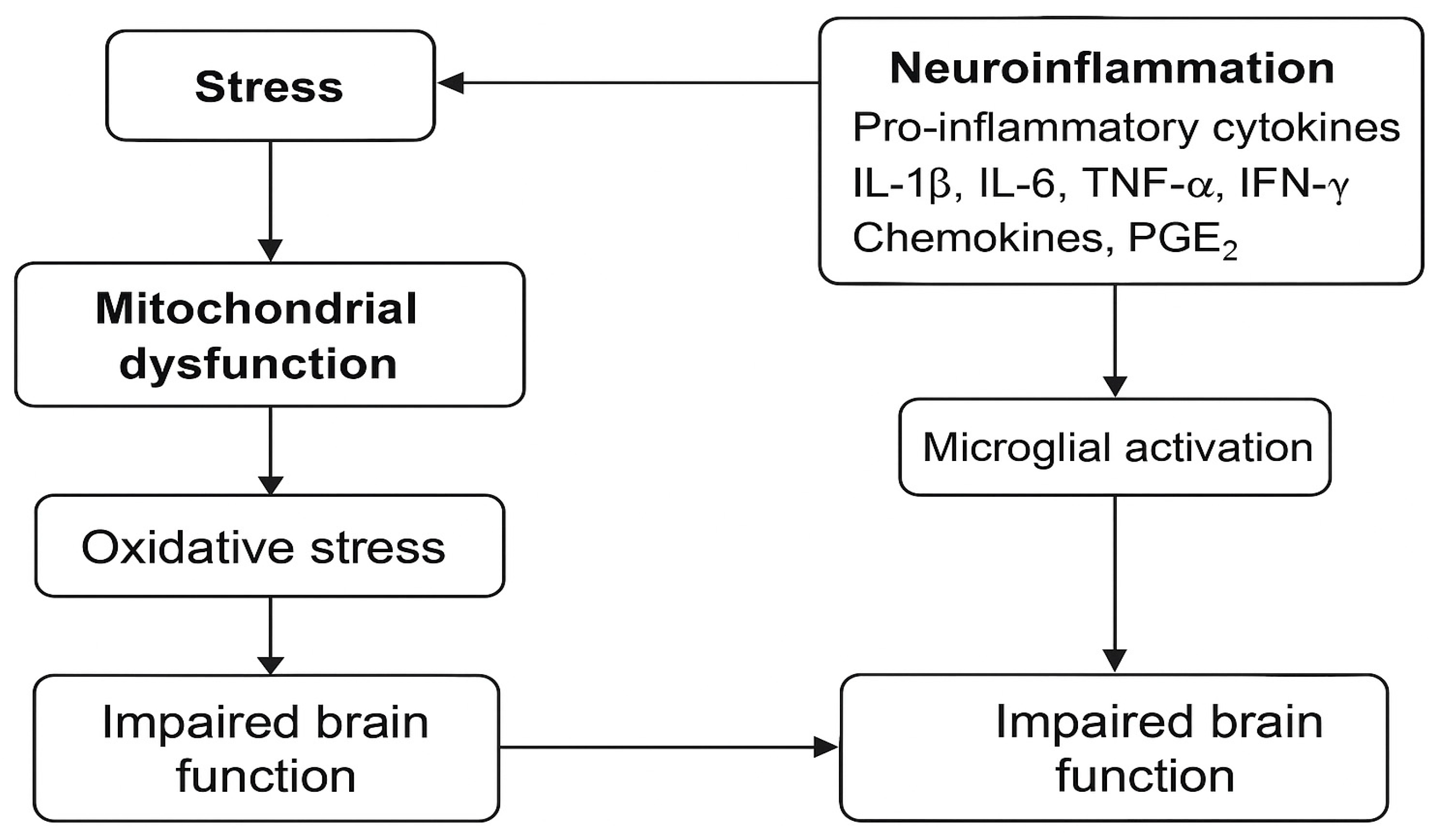 Brainsci 15 00602 g002