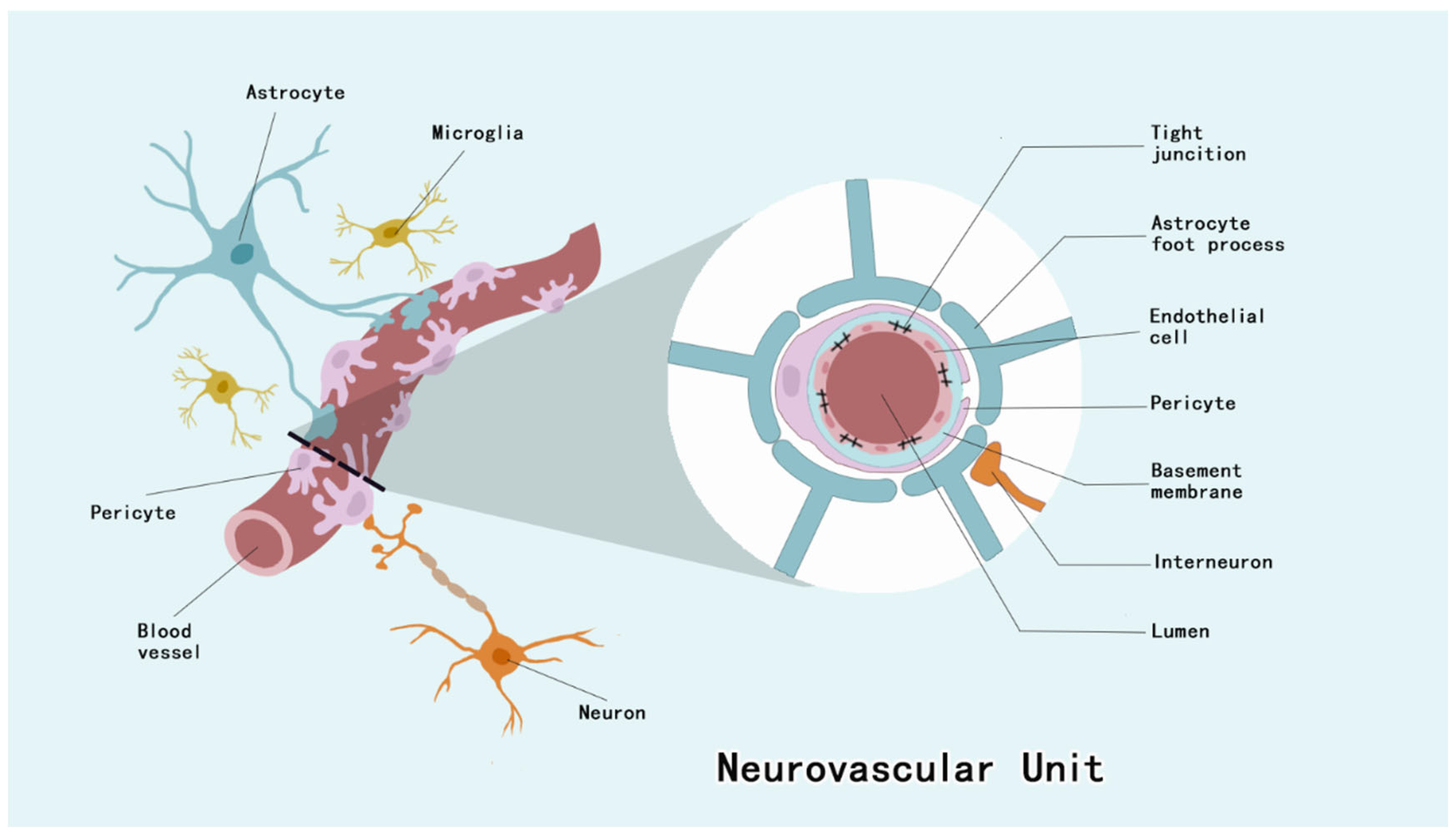 Brainsci 15 00605 g001