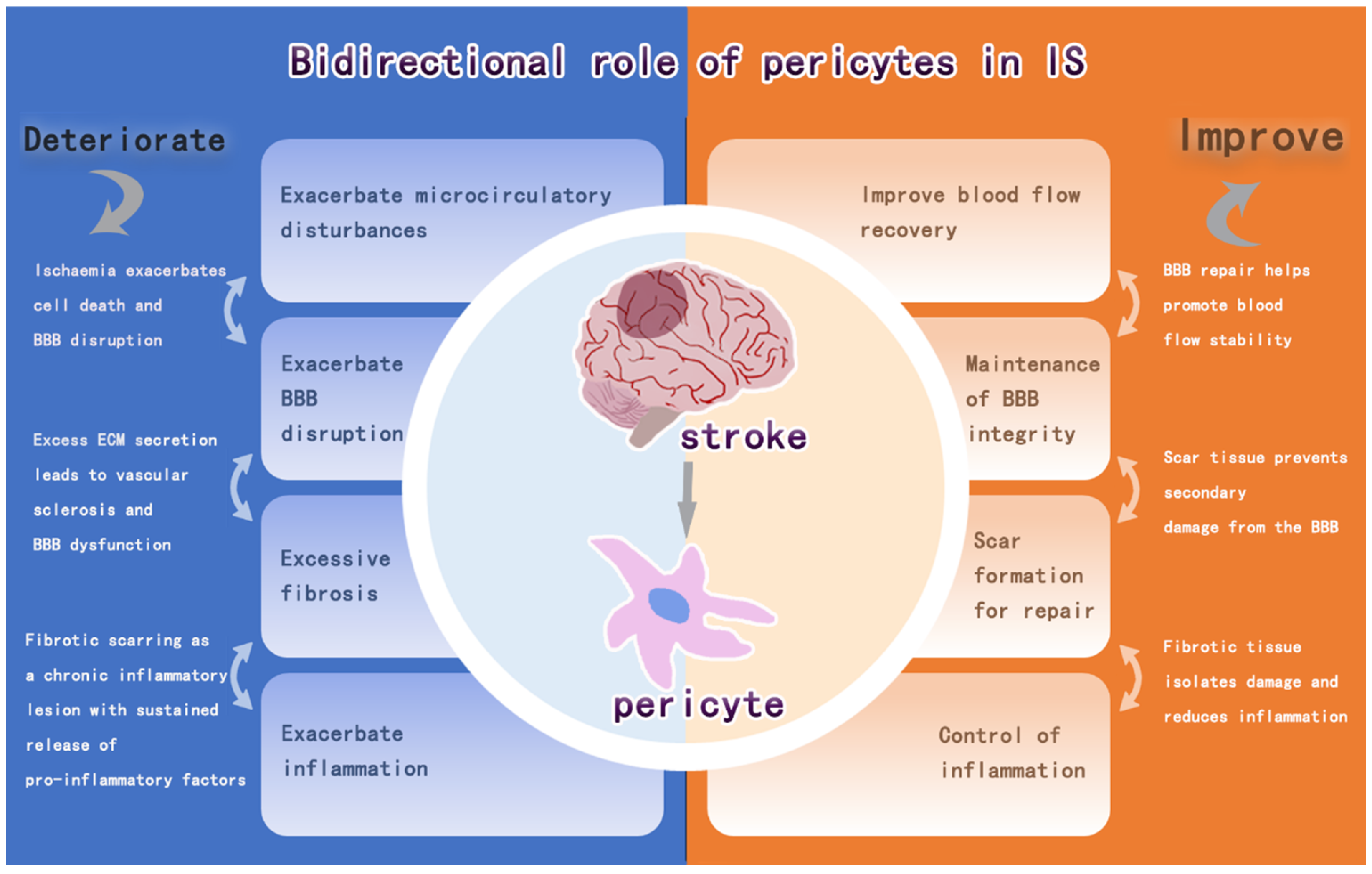Brainsci 15 00605 g005