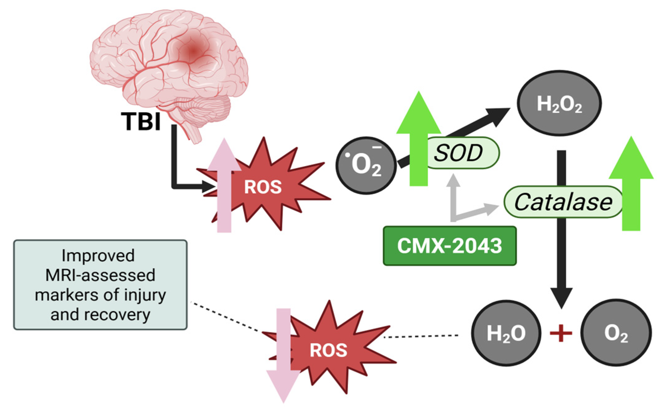 Brainsci 15 00608 g005