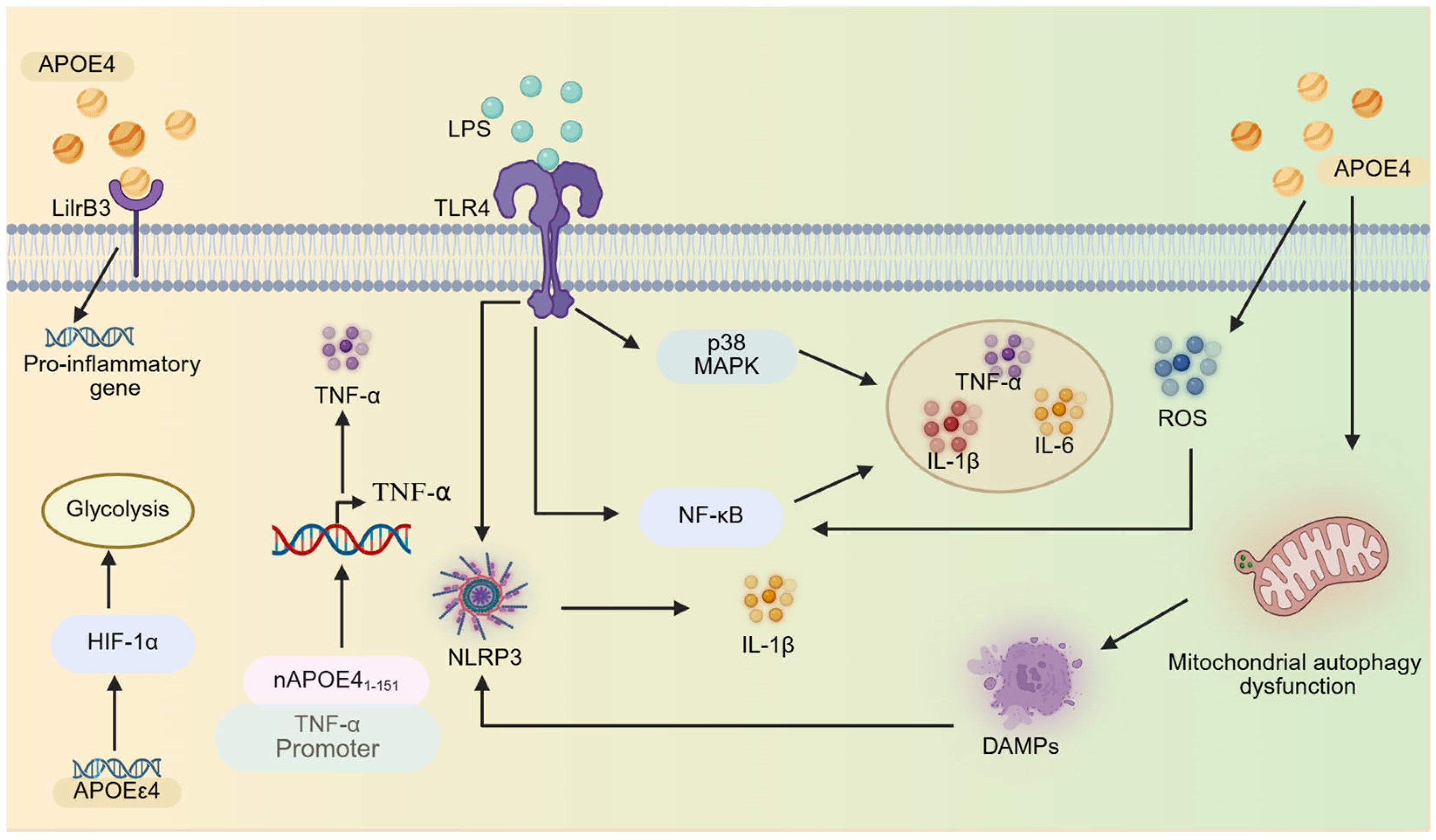 Brainsci 15 00675 g002