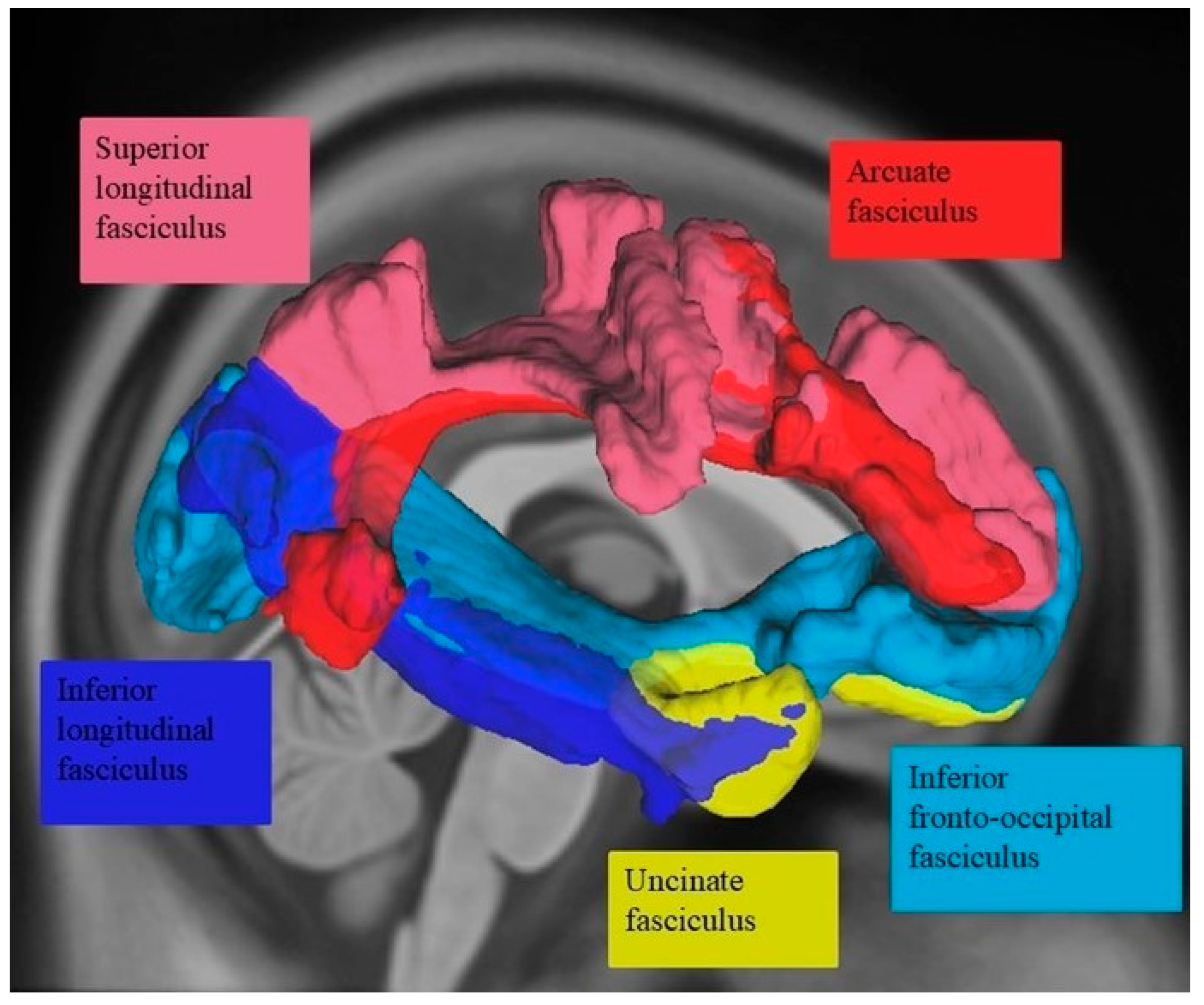 Brainsci 15 00769 g002