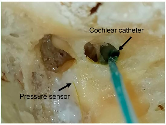 Brainsci 15 00771 g003